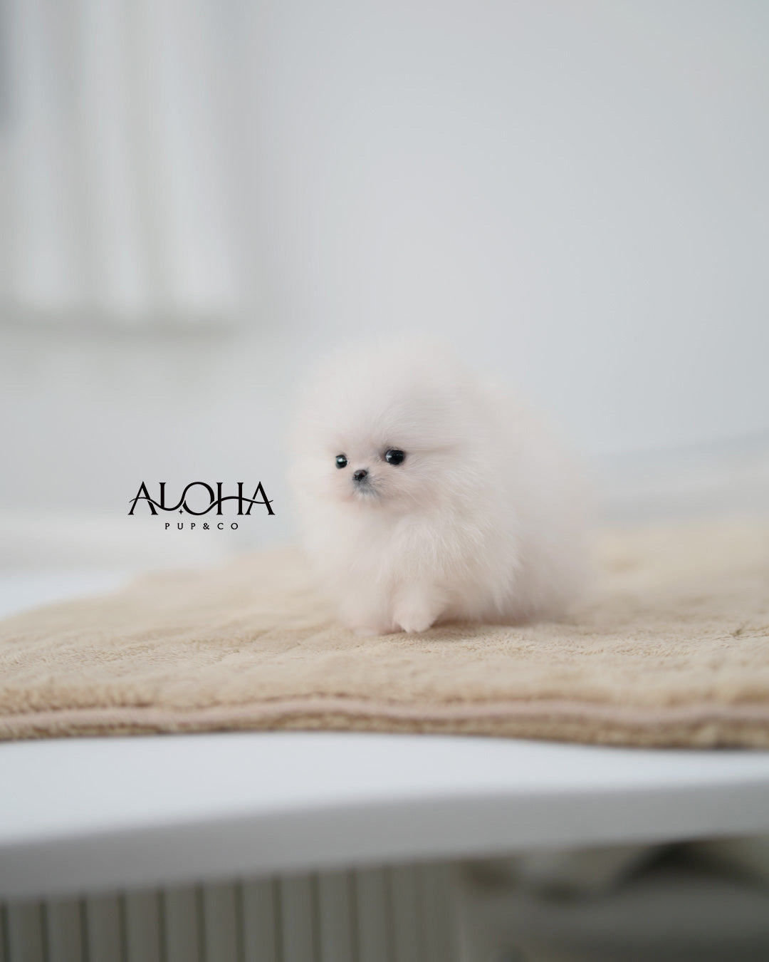Mera [POMERANIA TAZA DE TÉ]