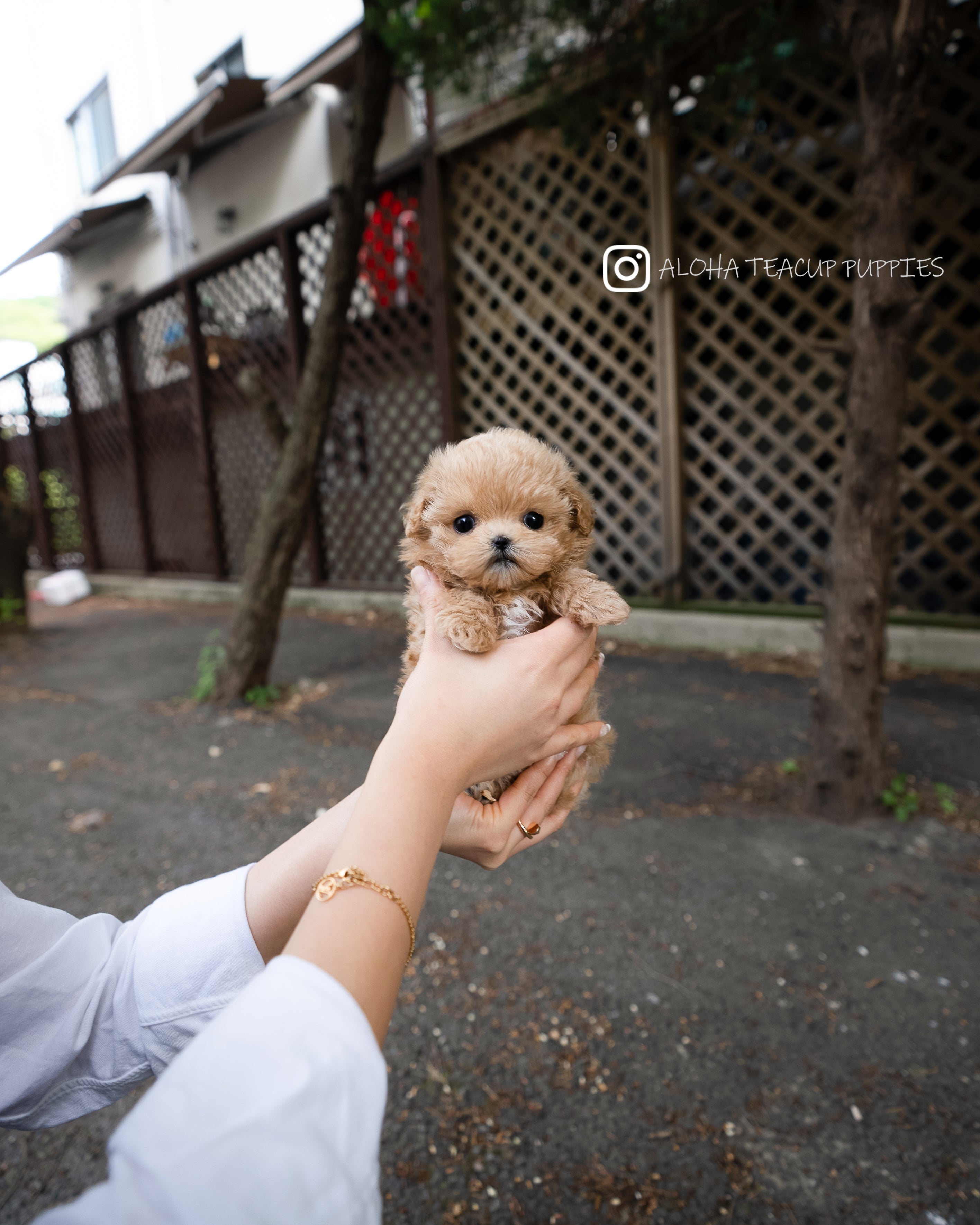 Rose [TEACUP MALTIPOO]