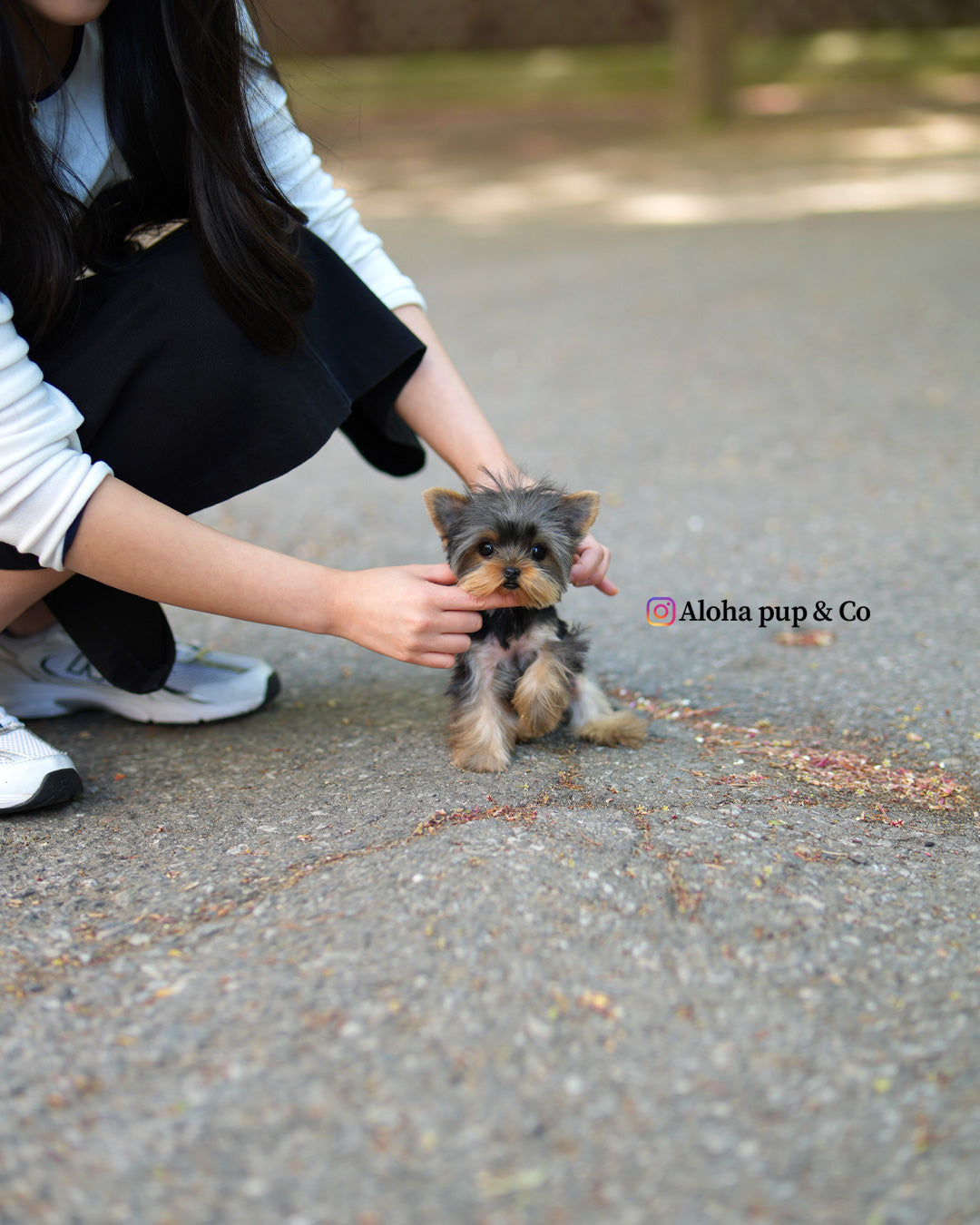 Iris [Teacup Yorkie]