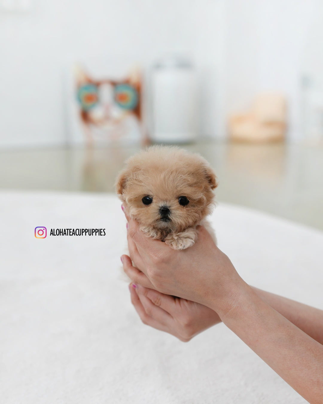 Ciel [TEACUP MALTIPOO]