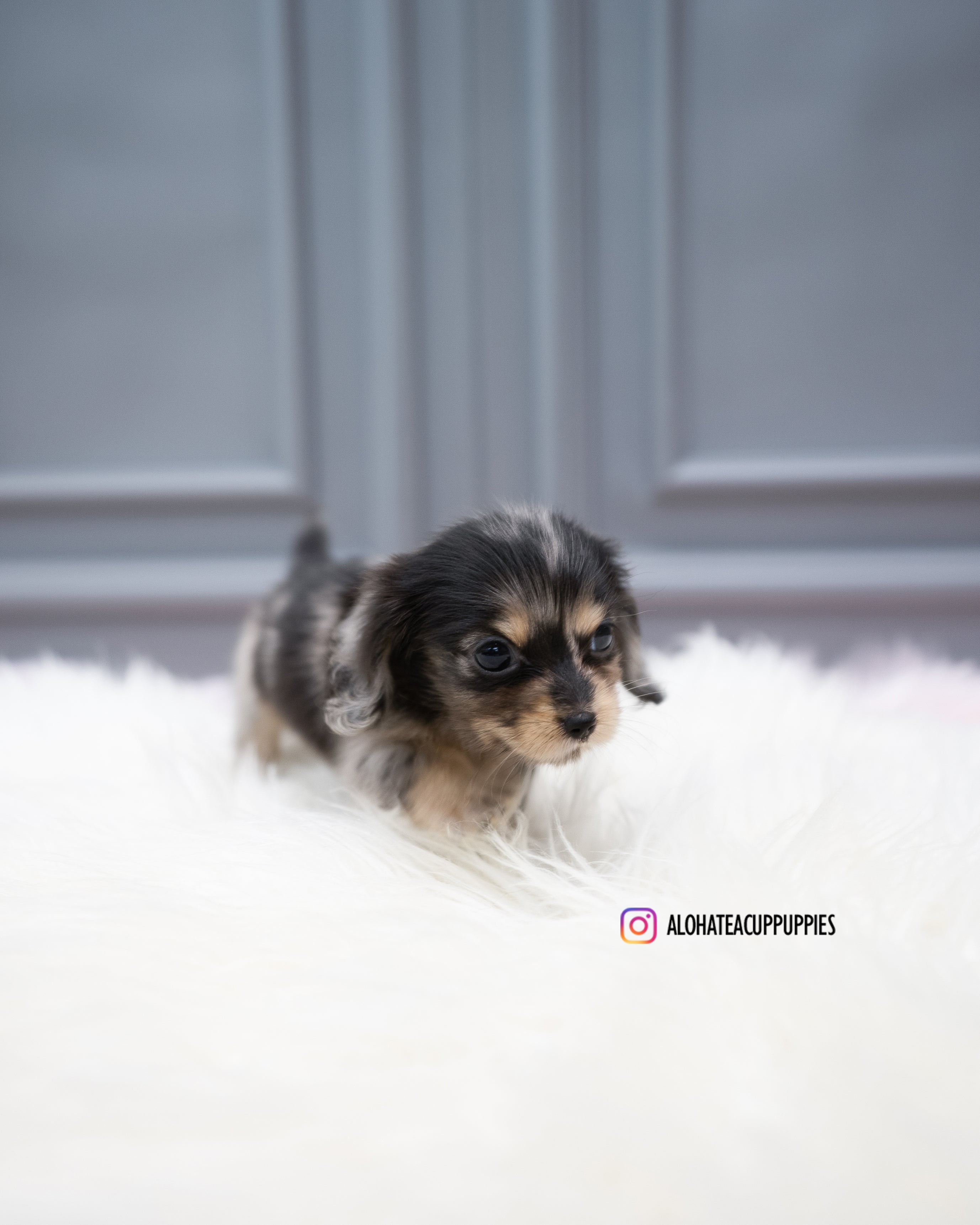 Molly [TEACUP DACHSHUND]