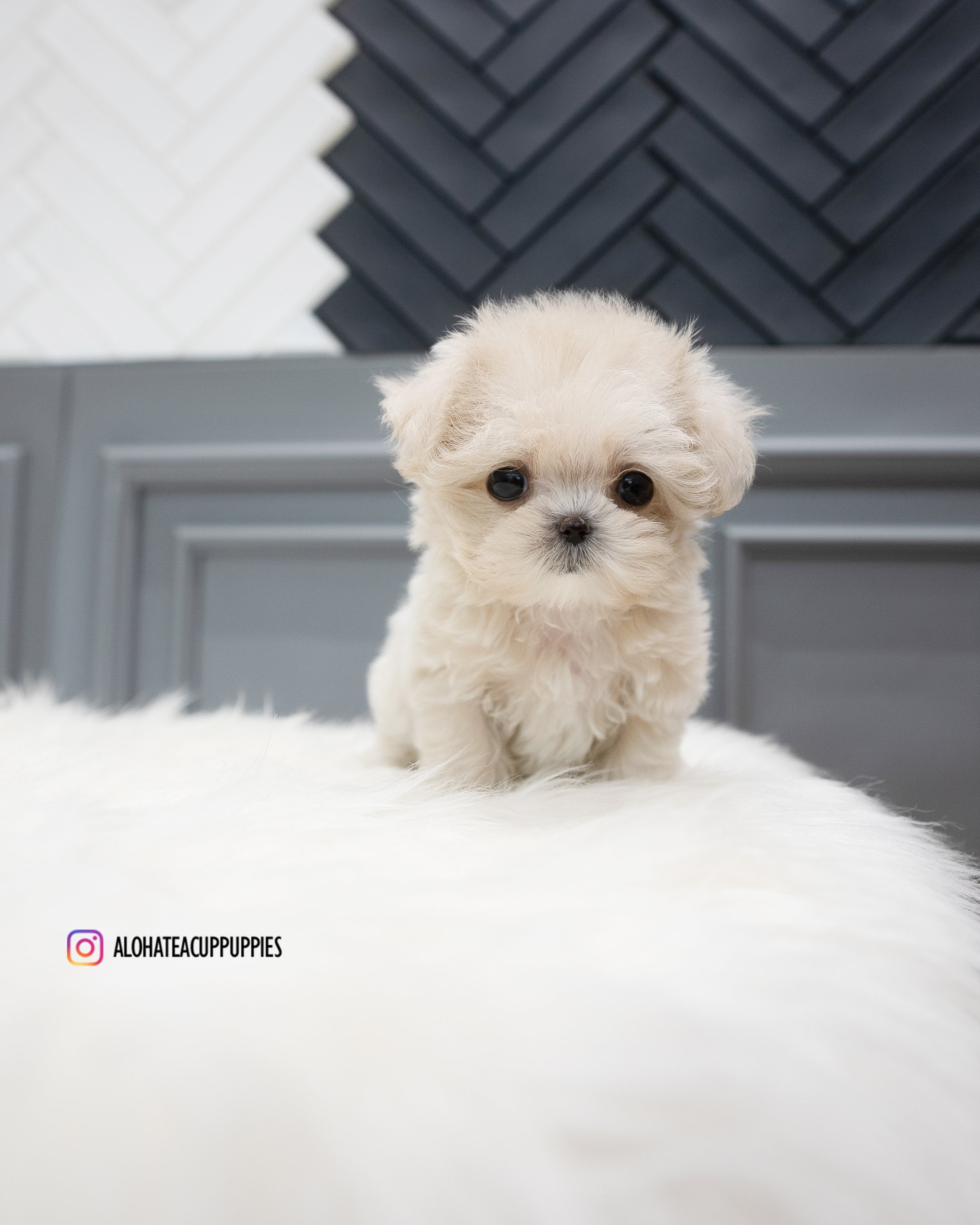 Zara [TEACUP MALTIPOO]