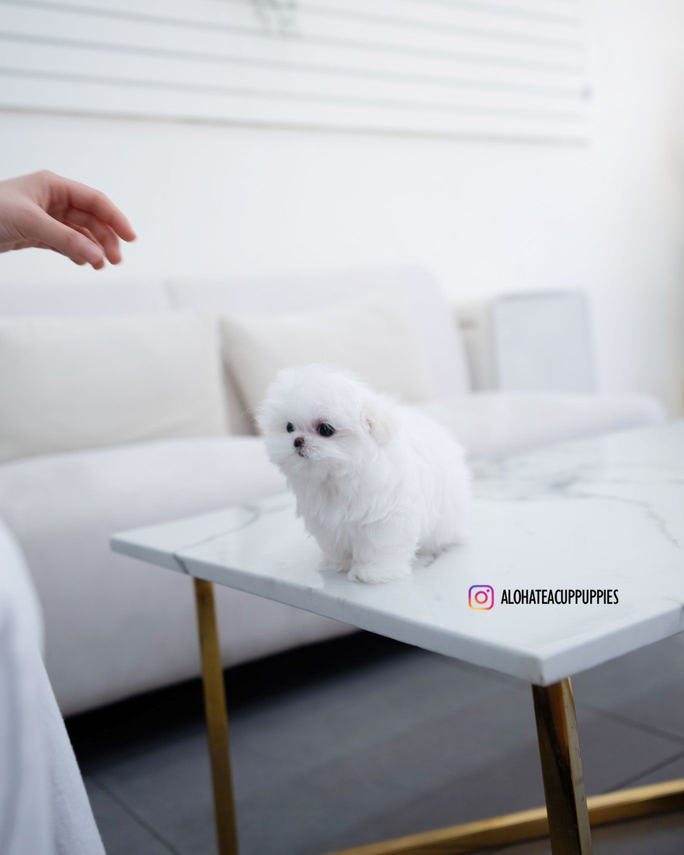 Helen [TEACUP MALTESE]