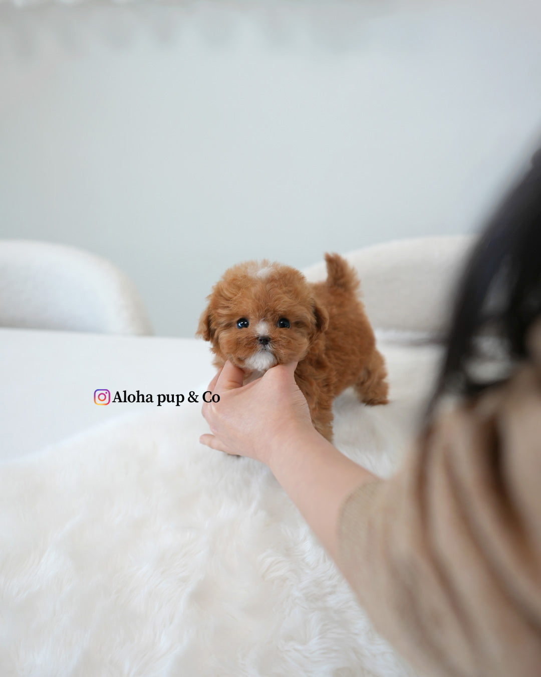 Barbie [TEACUP MALTIPOO]