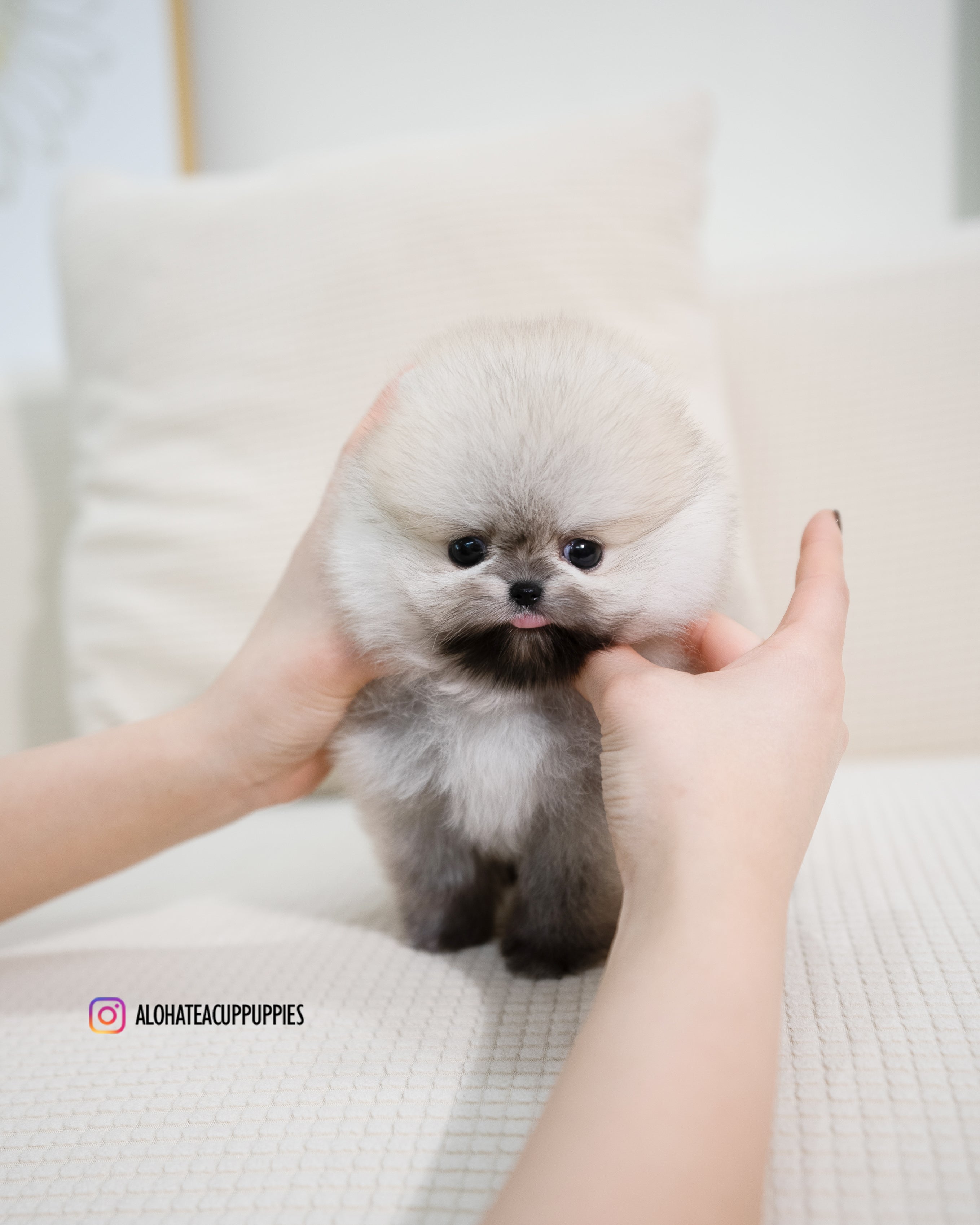 Tommy [茶杯博美犬]