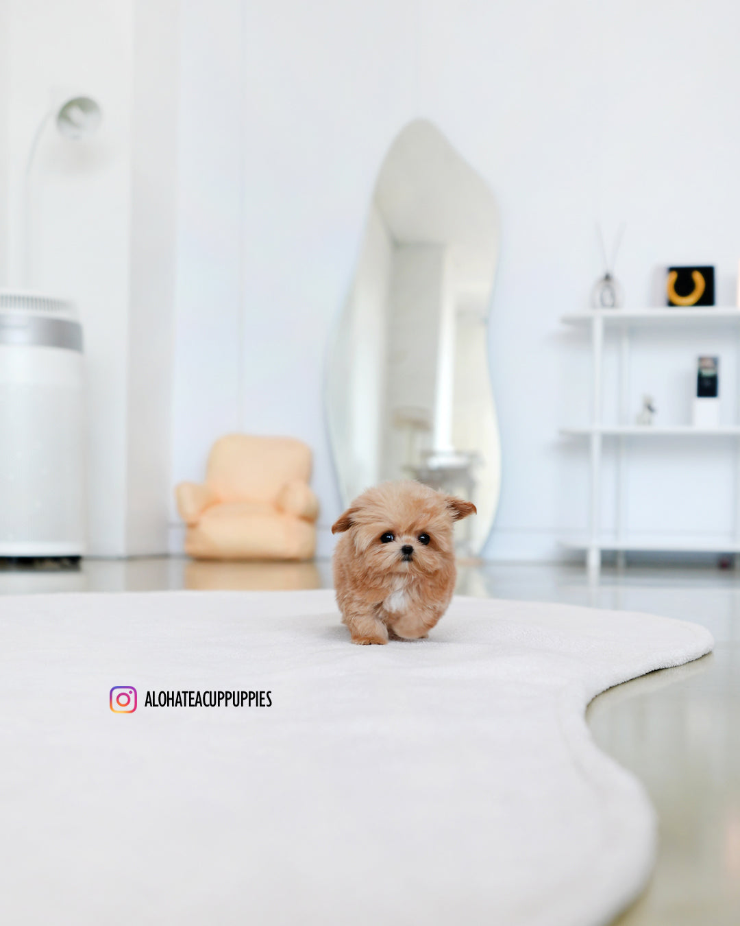 Ringo [TEACUP MALTIPOO]