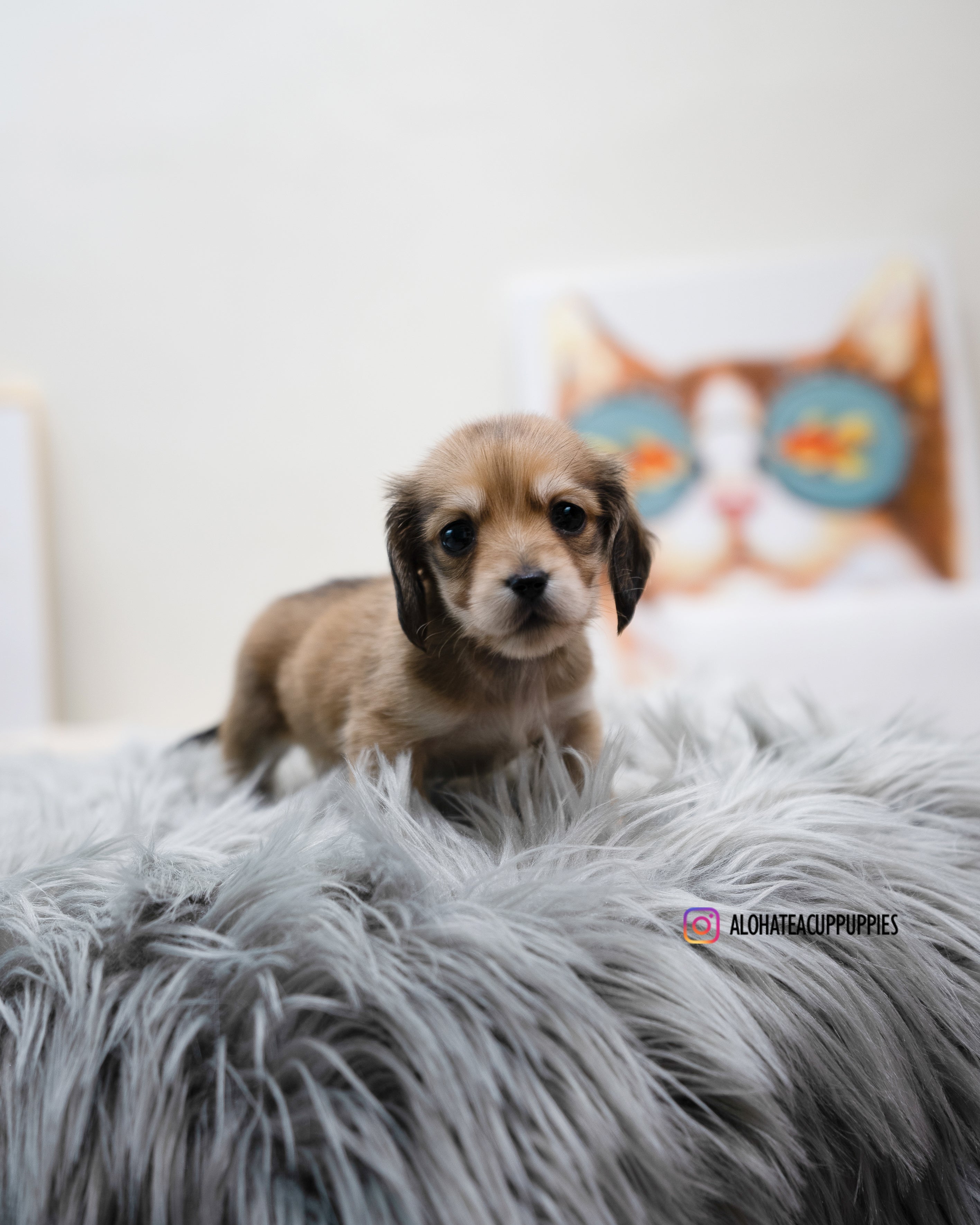 Isaac [TEACUP DACHSHUND]