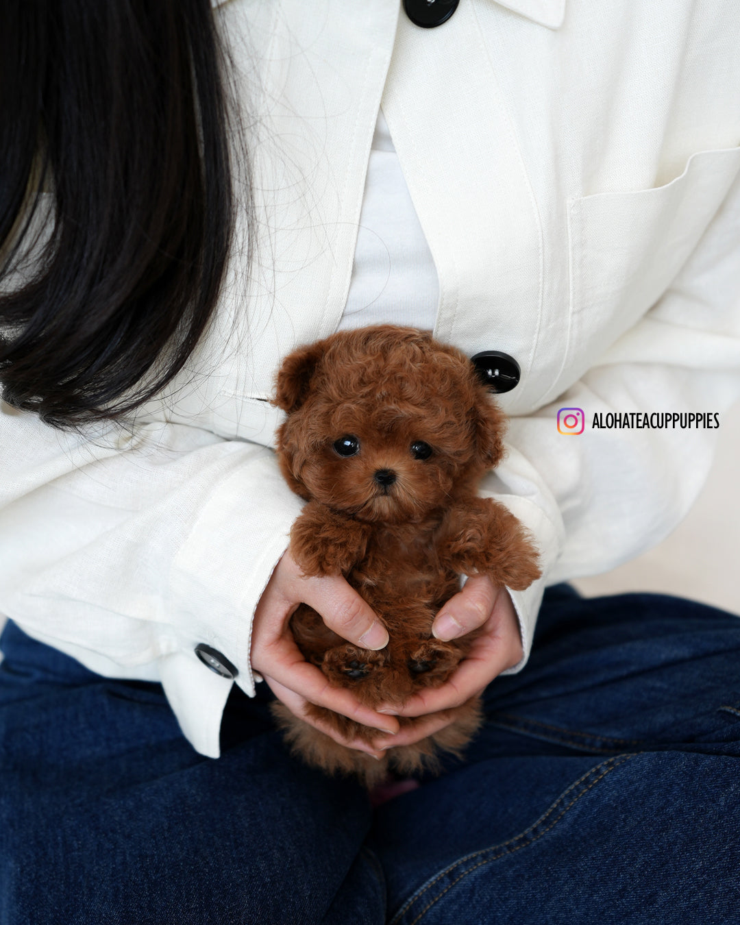 Finn [TEACUP MALTIPOO]