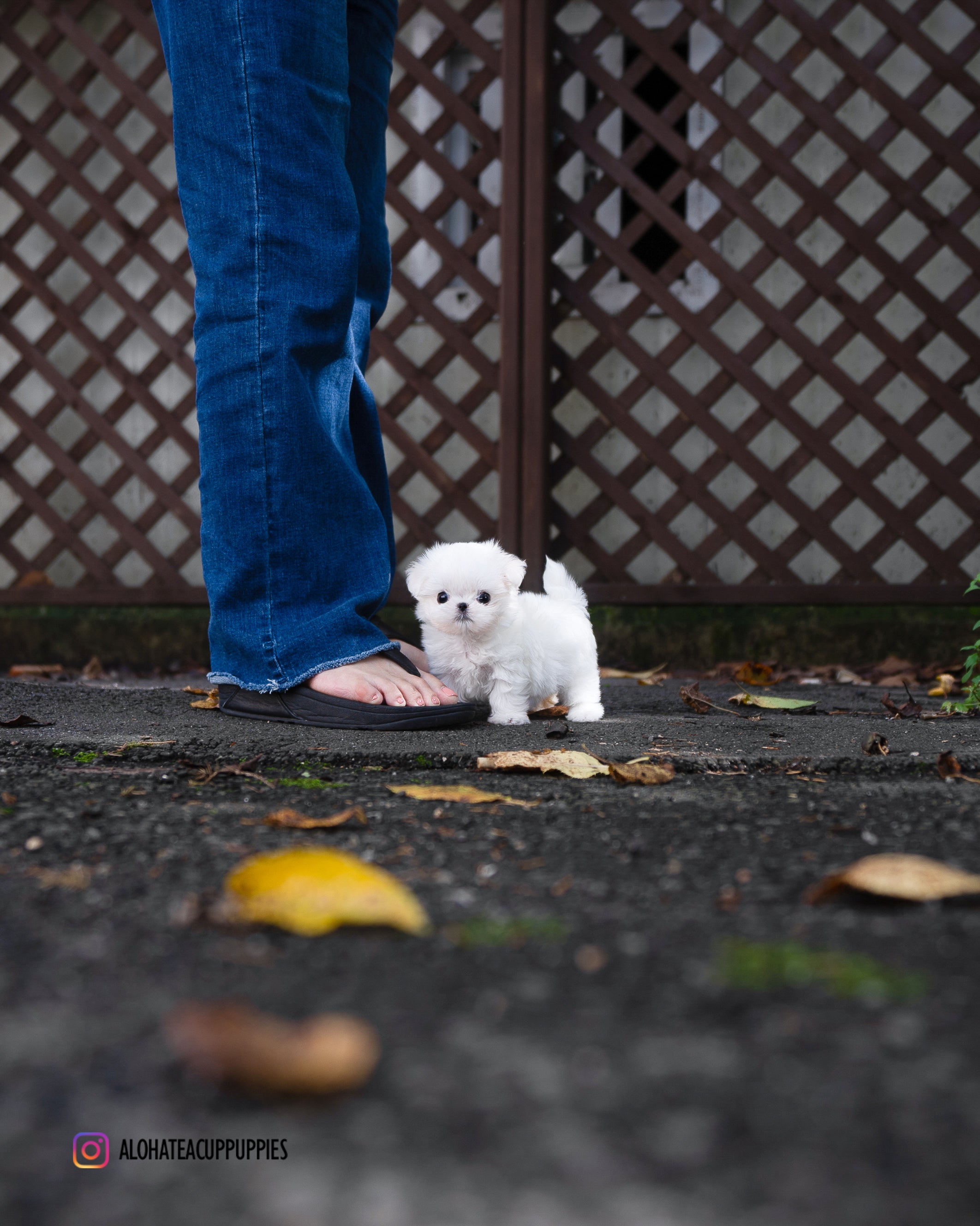 Hanna [TEACUP MALTESE]