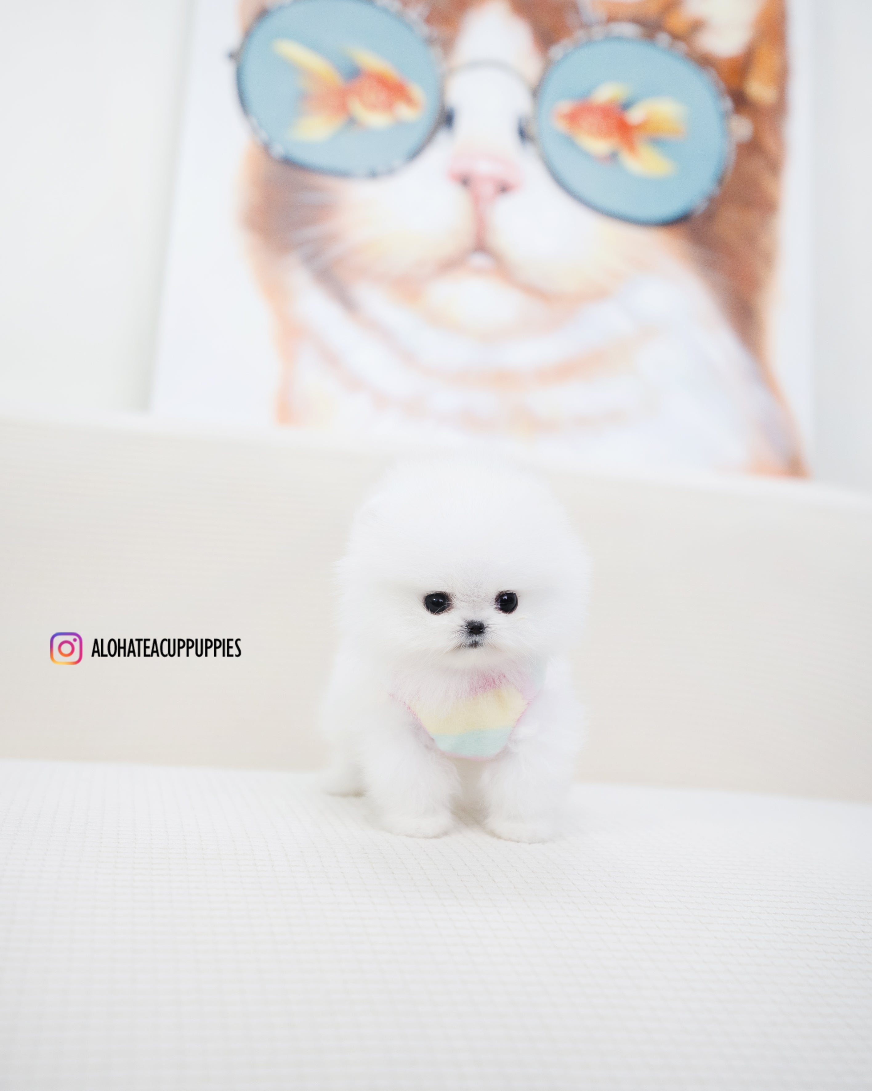 Milk [POMERANIA TAZA DE TÉ]