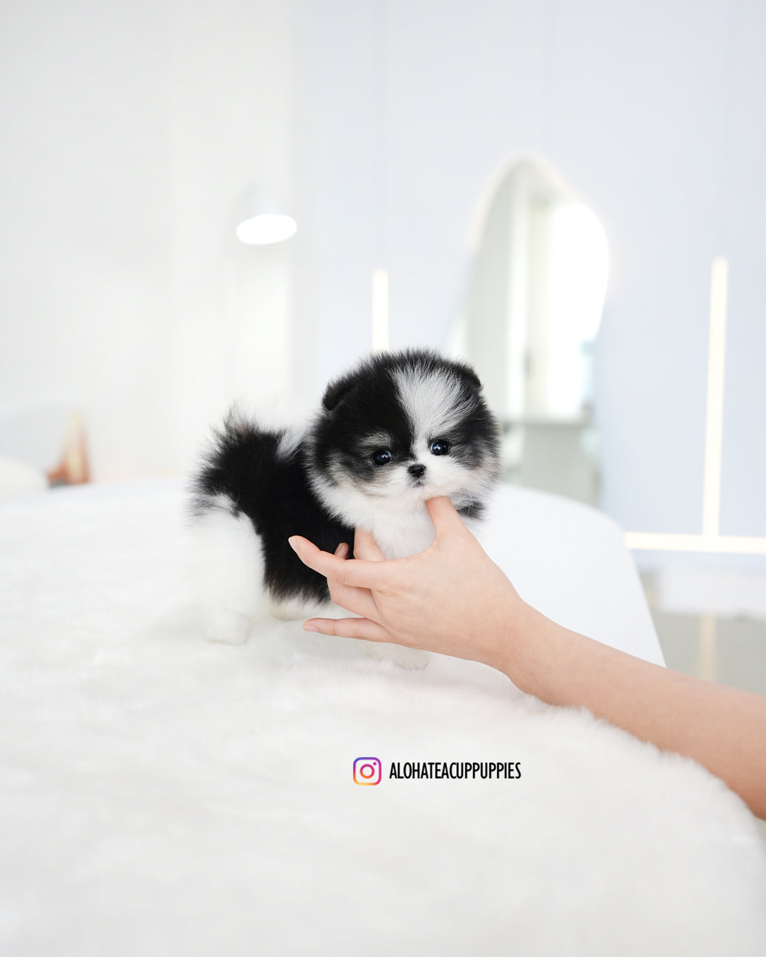 Linda [POMERANIA TAZA DE TÉ]