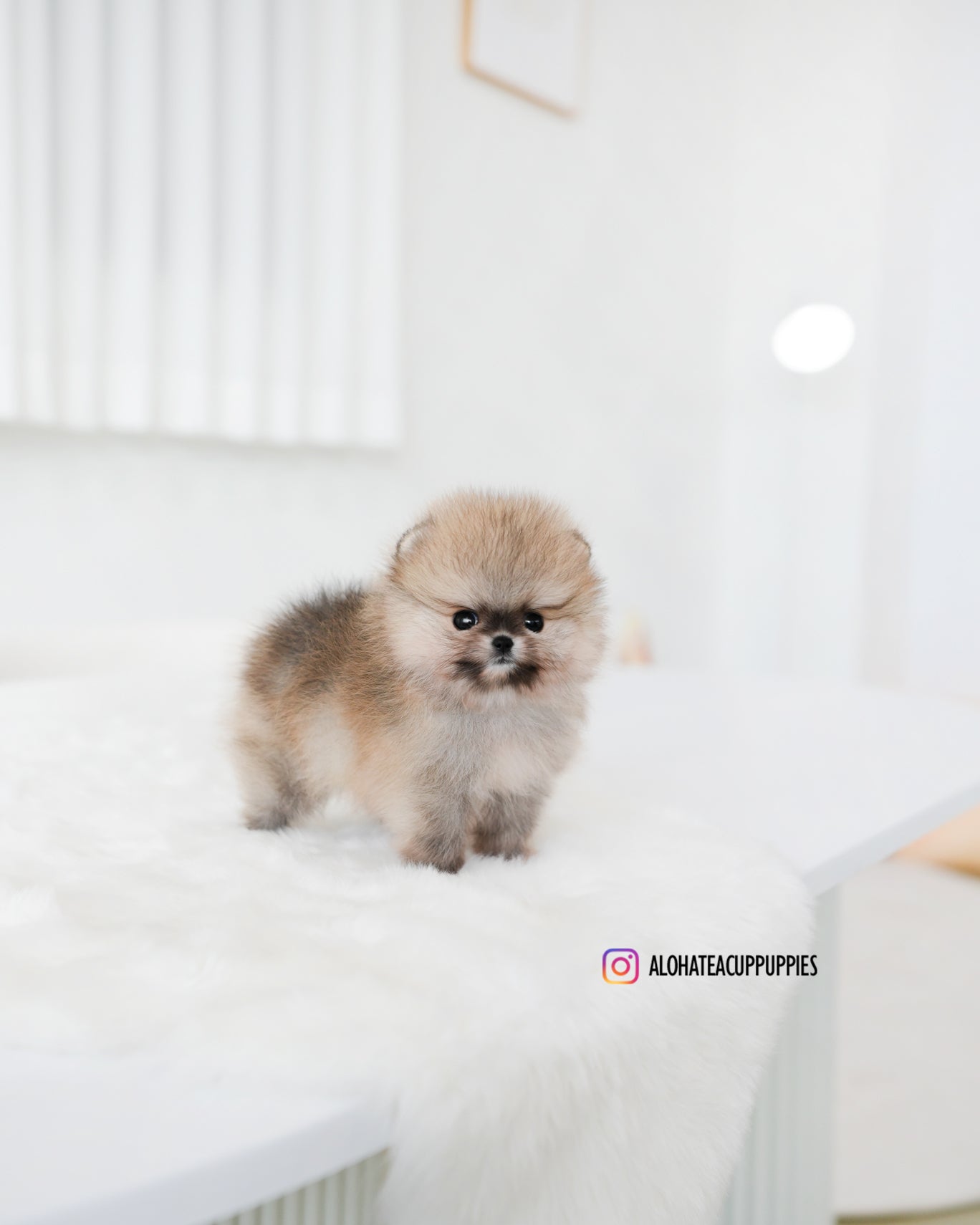 Tiramisú [POMERANIA TAZA DE TÉ]