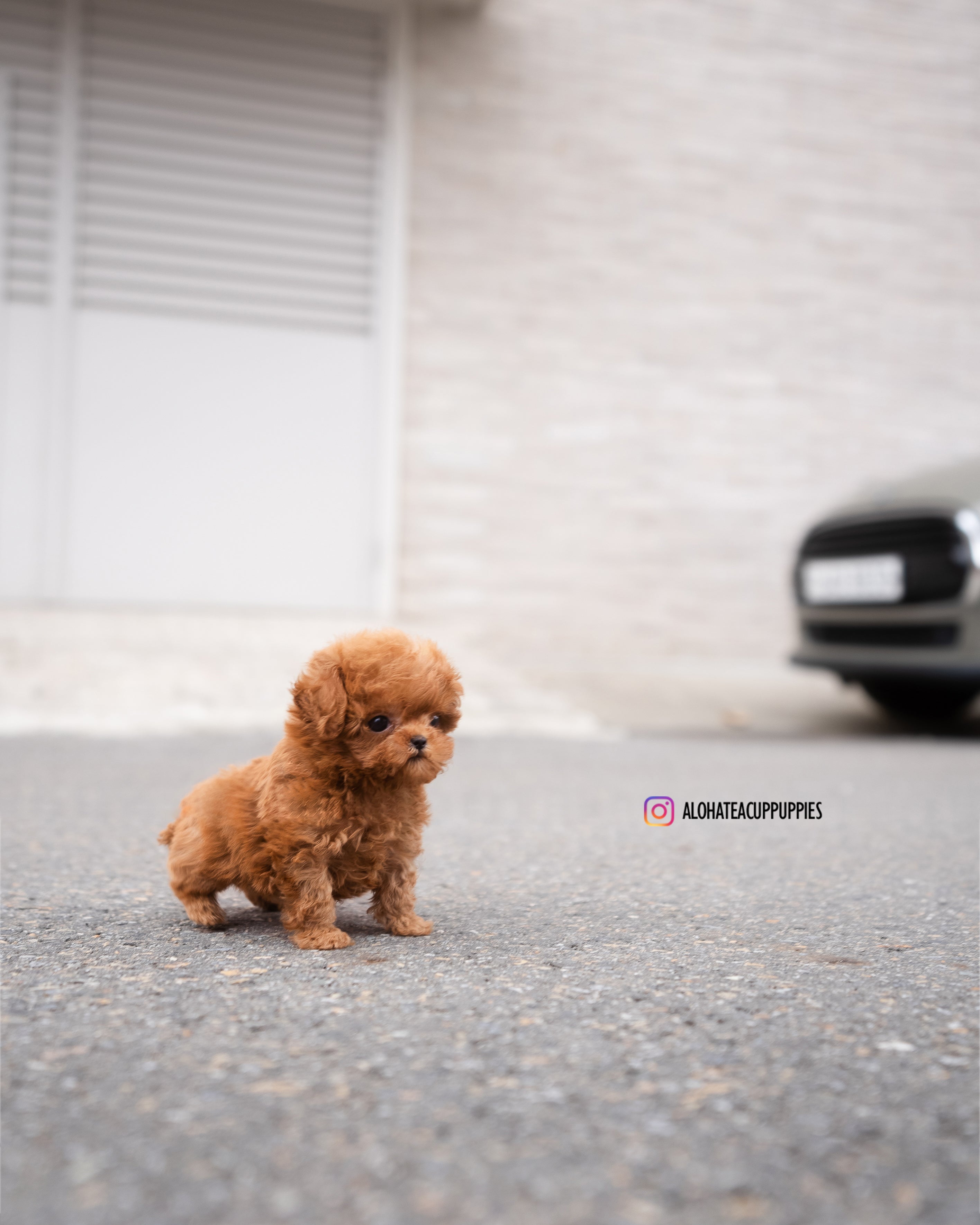 Mason [TEACUP POODLE]