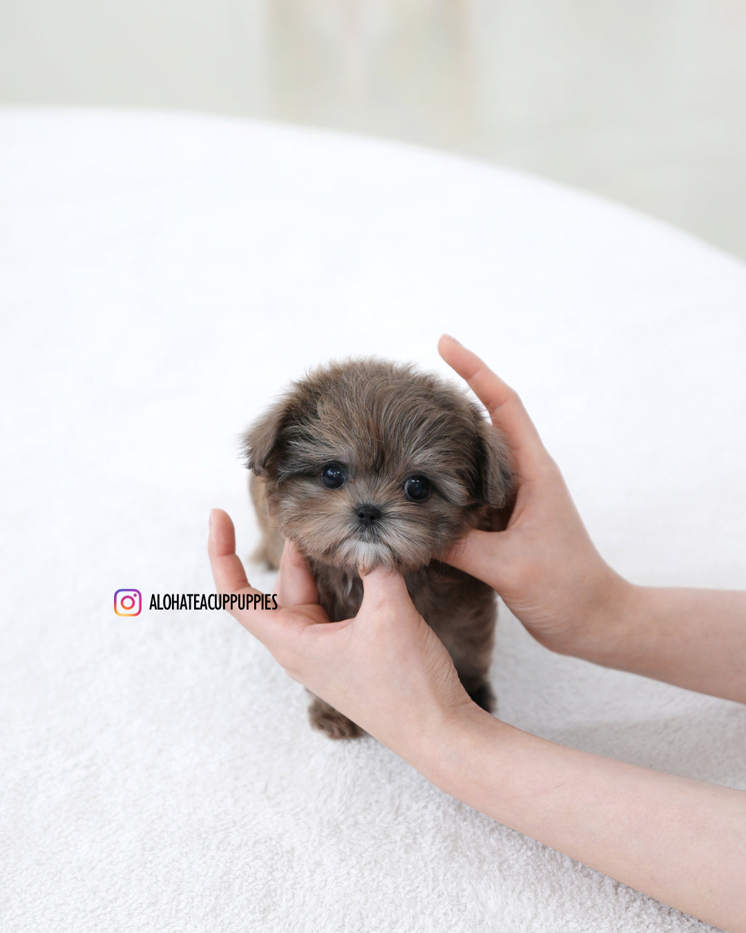 Tavi [TEACUP MALTIPOO]