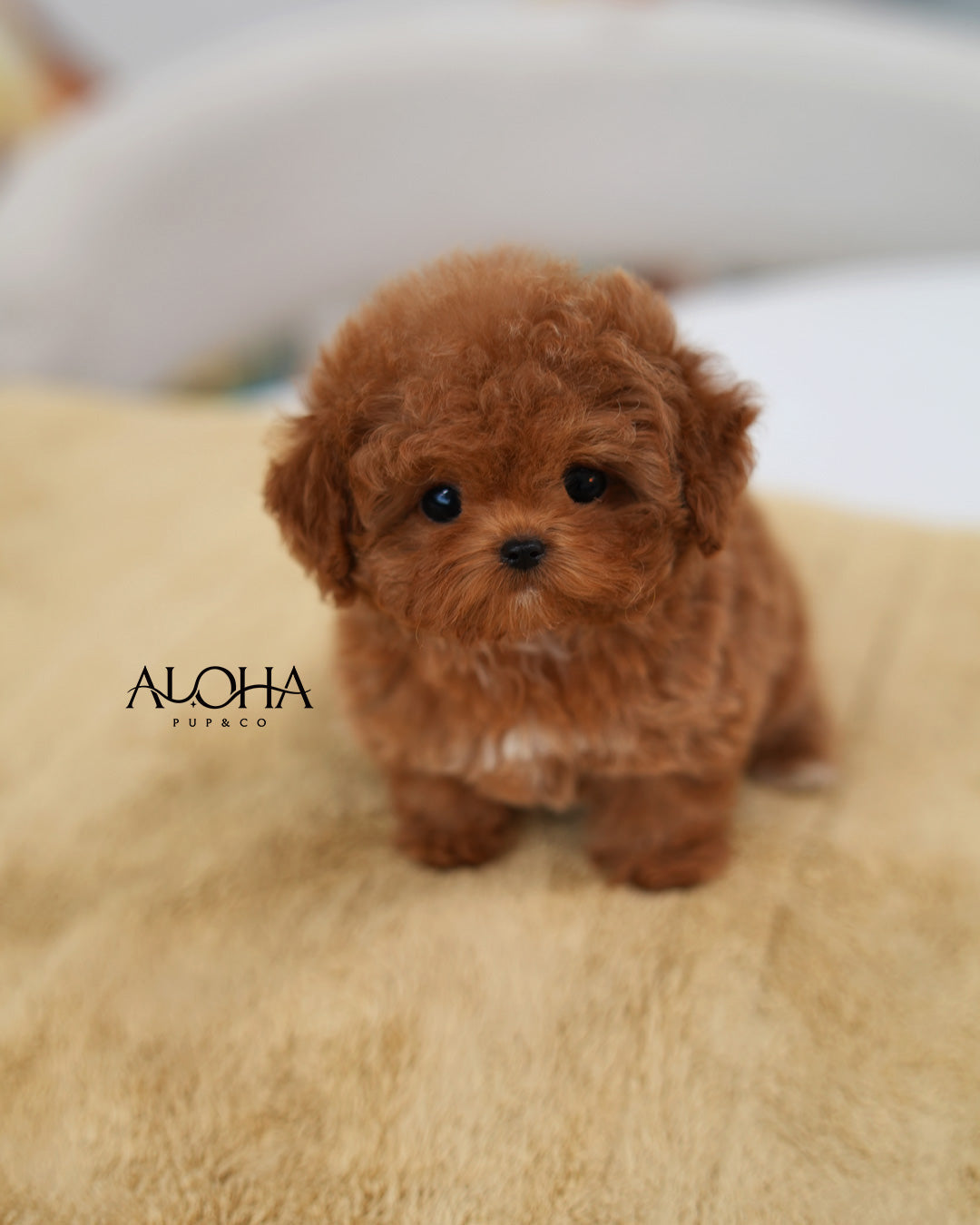 Cherry [TEACUP MALTIPOO]