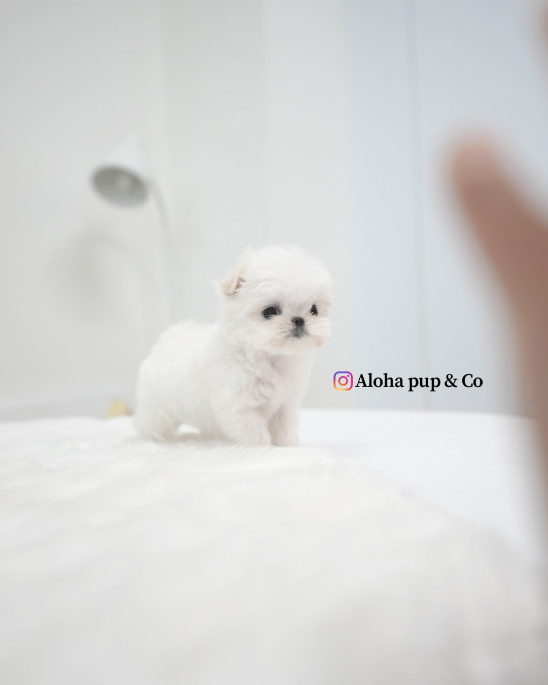 Remi [TEACUP MALTESE]