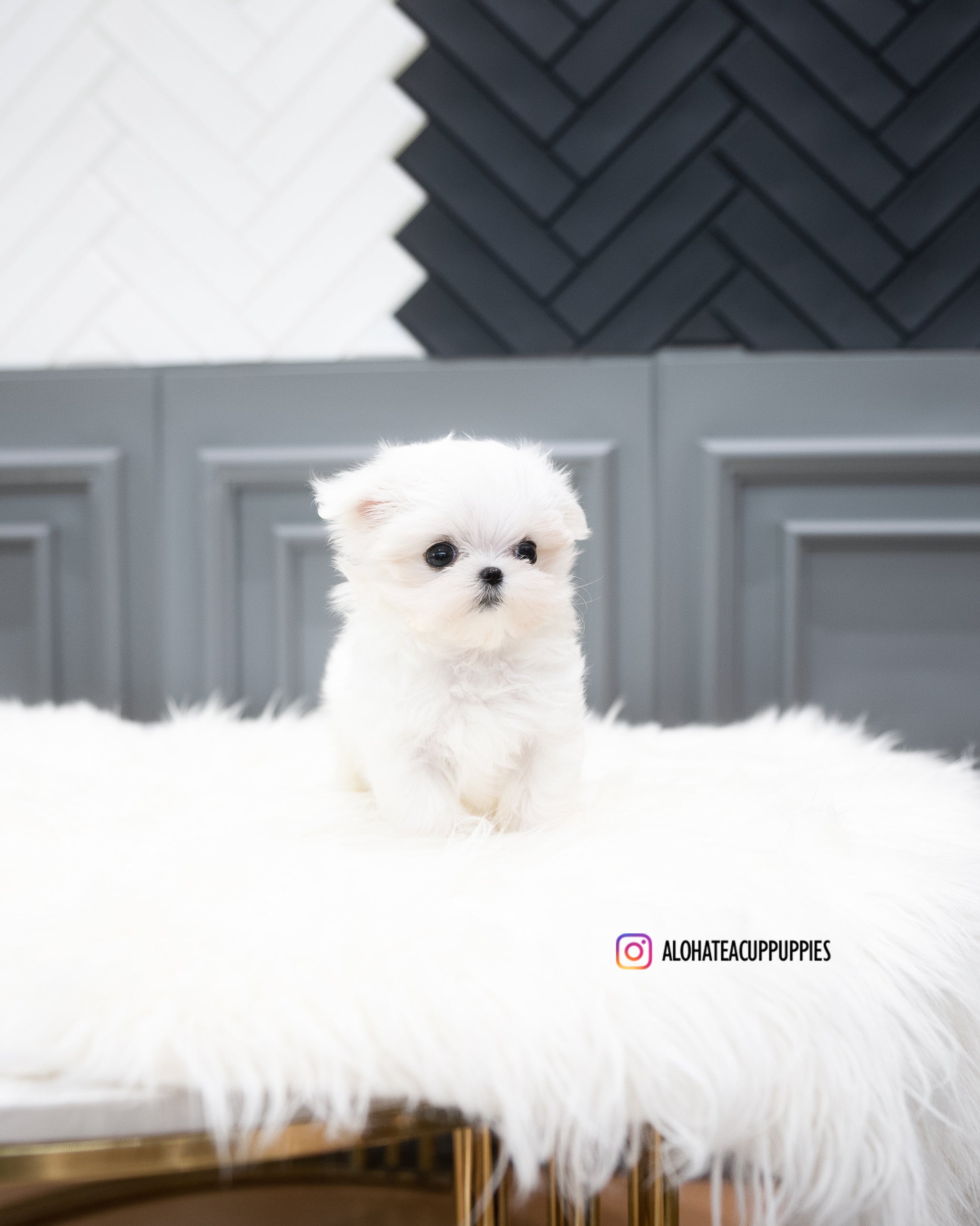 Rosie [TEACUP MALTESE]