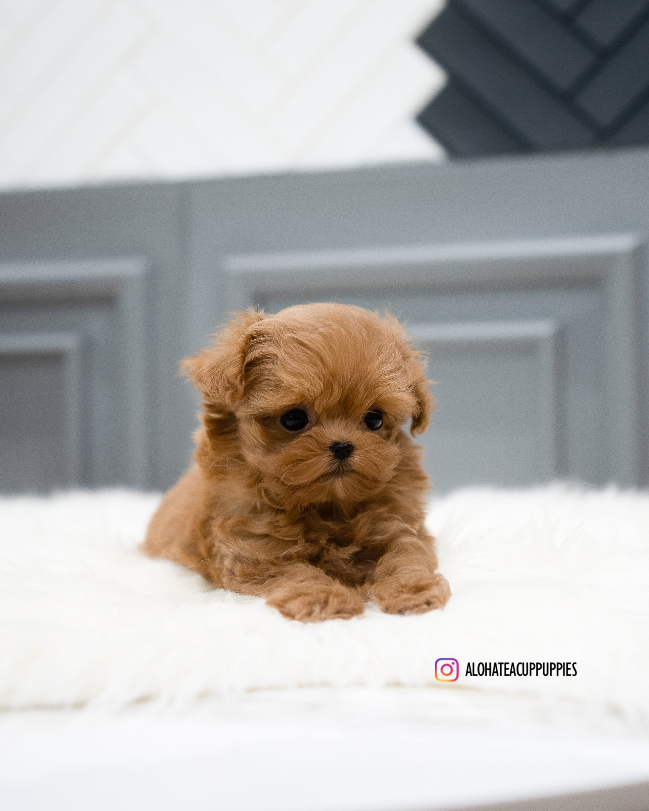 Nova [TEACUP MALTIPOO]