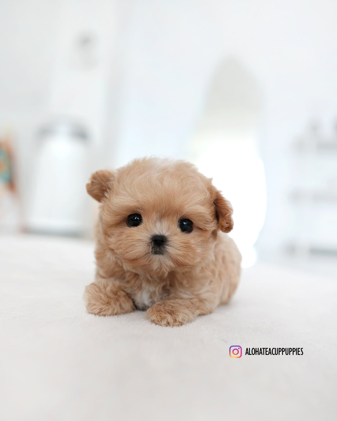 Manon [TEACUP MALTIPOO]