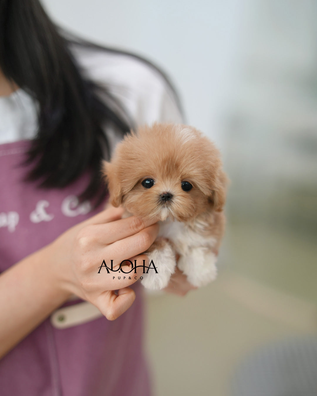 Kiki [TEACUP MALTIPOO]
