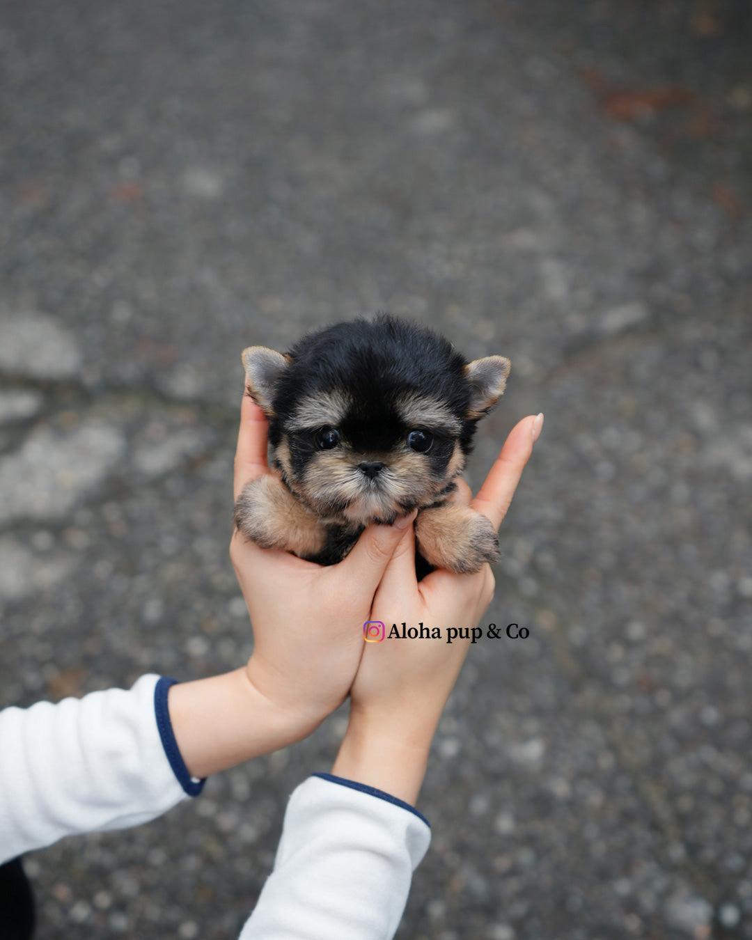 Nini [Teacup YORKIE]
