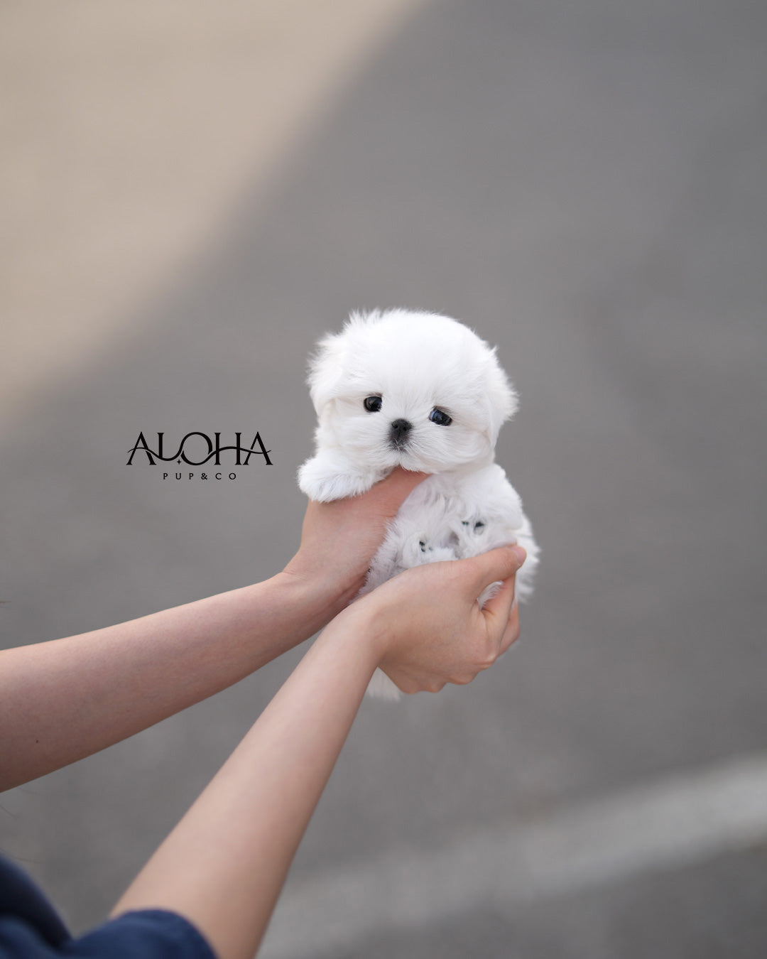 Suri [TEACUP Maltese]