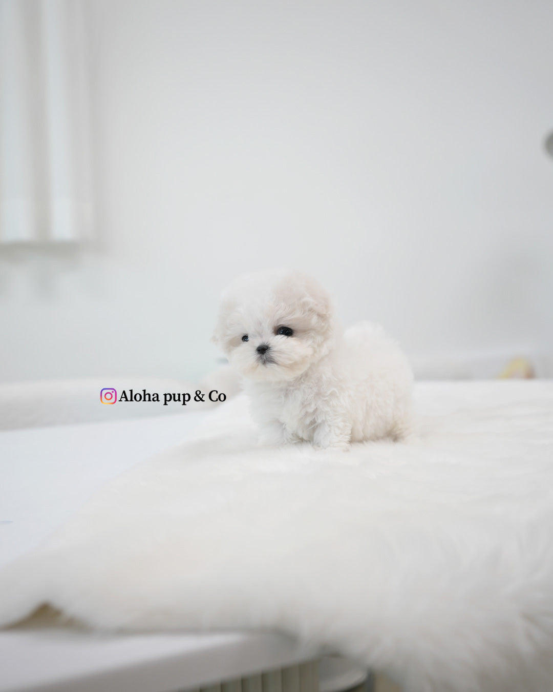 Bubu [BICHÓN TACITA DE TÉ]