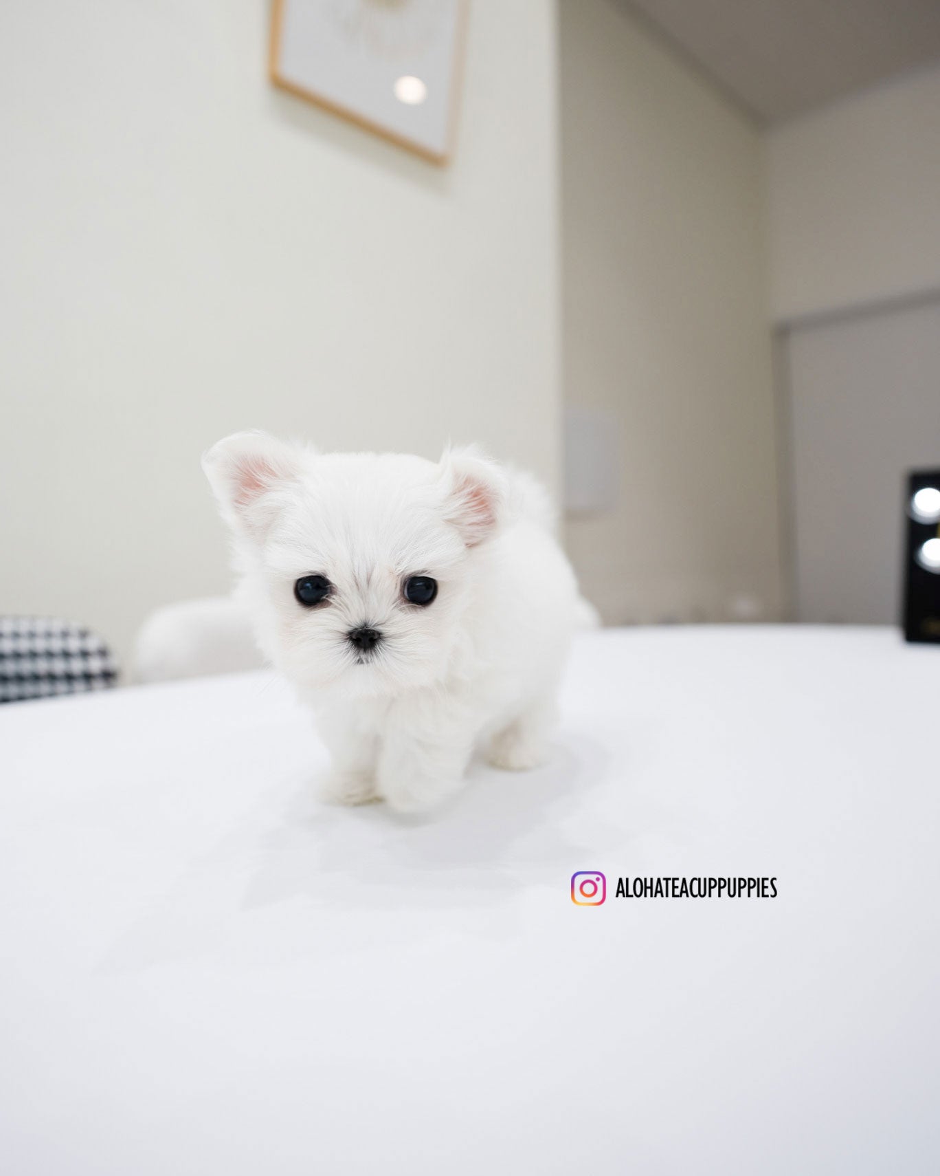 Gian [TEACUP MALTESE]