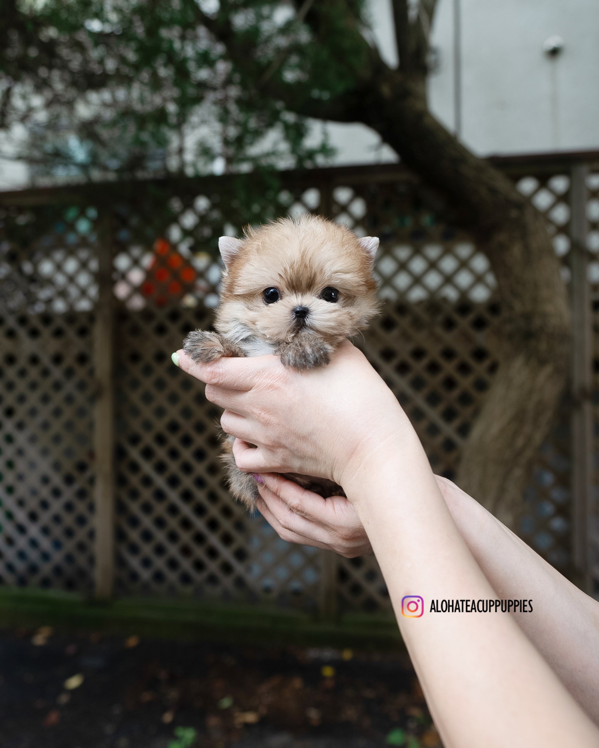 Lon [TEACUP Morkie]