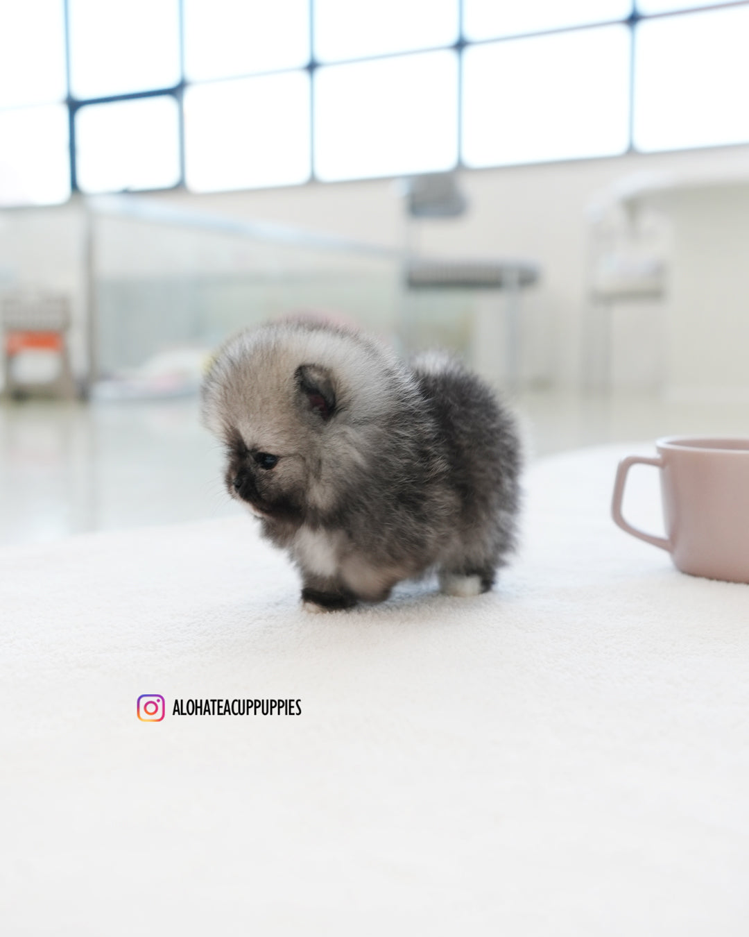 宝格丽 [茶杯博美犬]