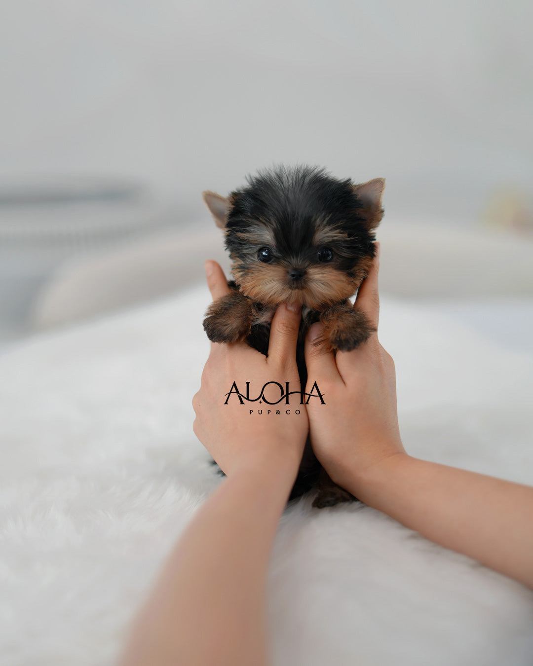Ken [Teacup Yorkie]
