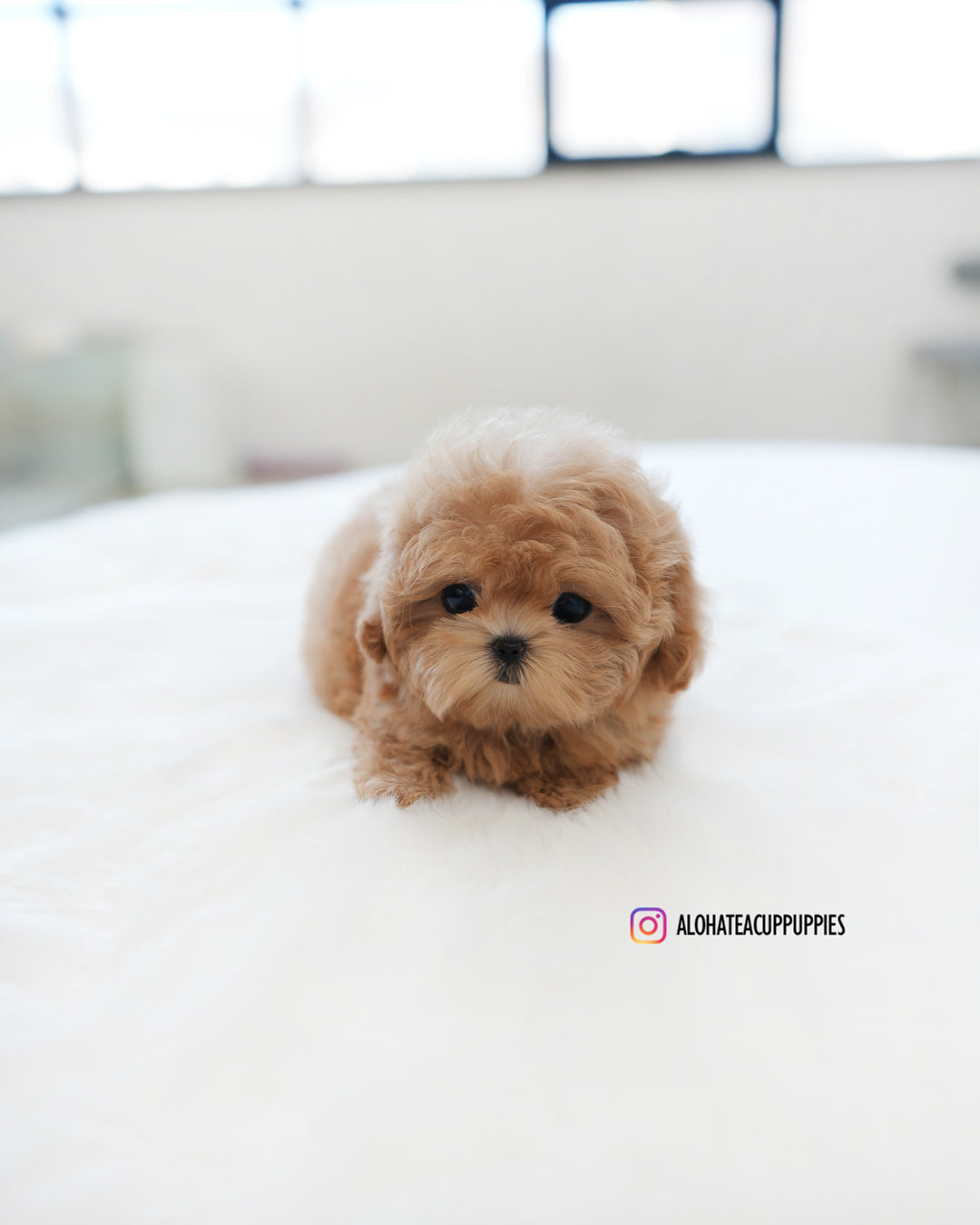 Ann [TEACUP MALTIPOO]