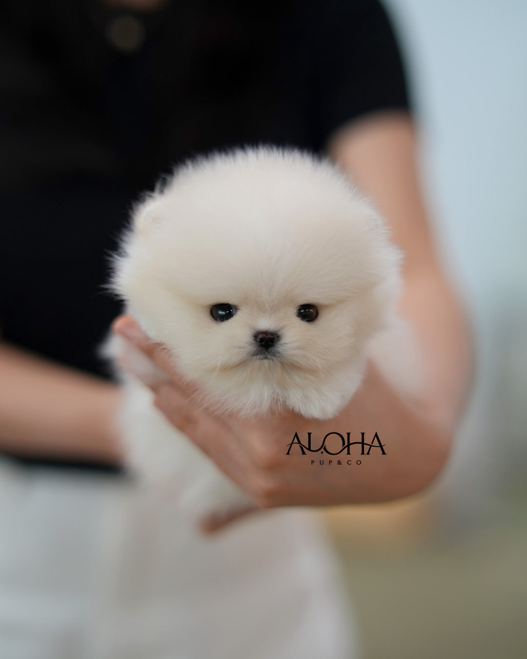 Cody [TEACUP POMERANIAN]