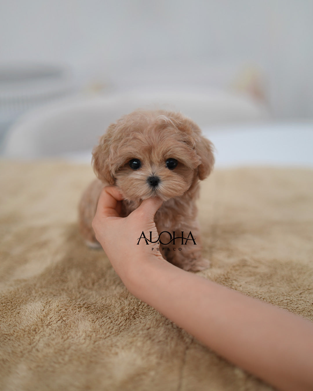 Joy [TEACUP MALTIPOO]