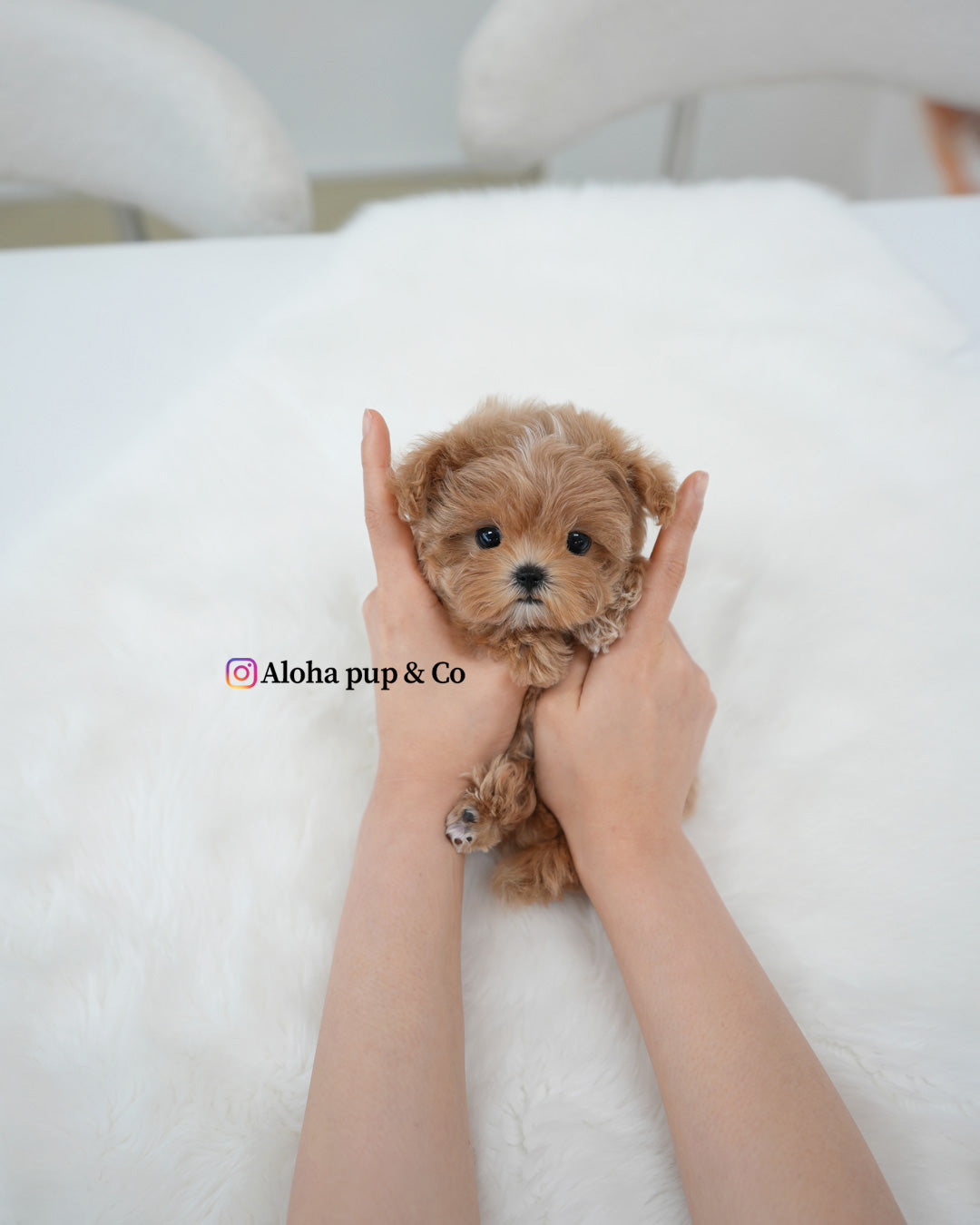 Nala [TEACUP MALTIPOO]