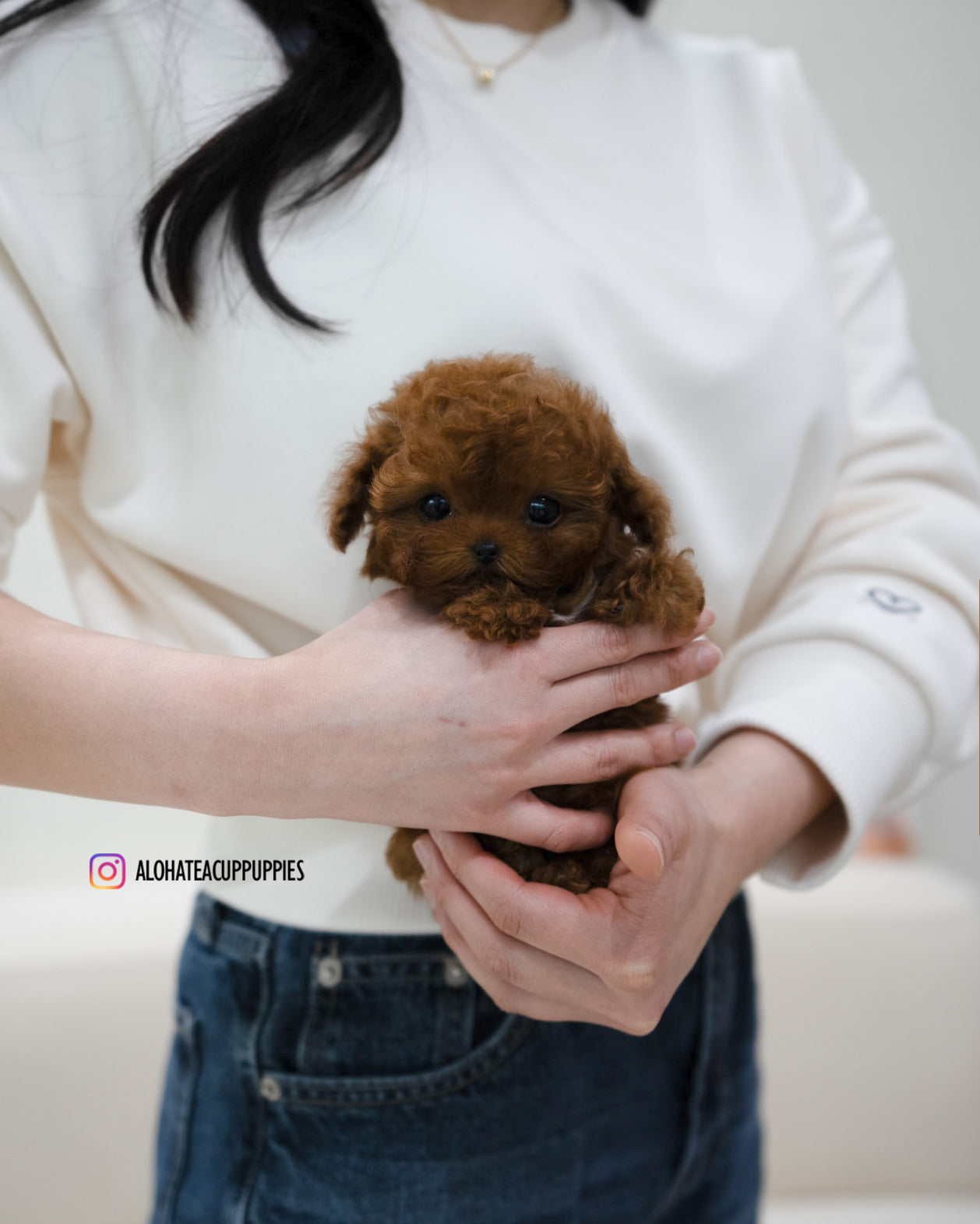 Reve [TEACUP POODLE]