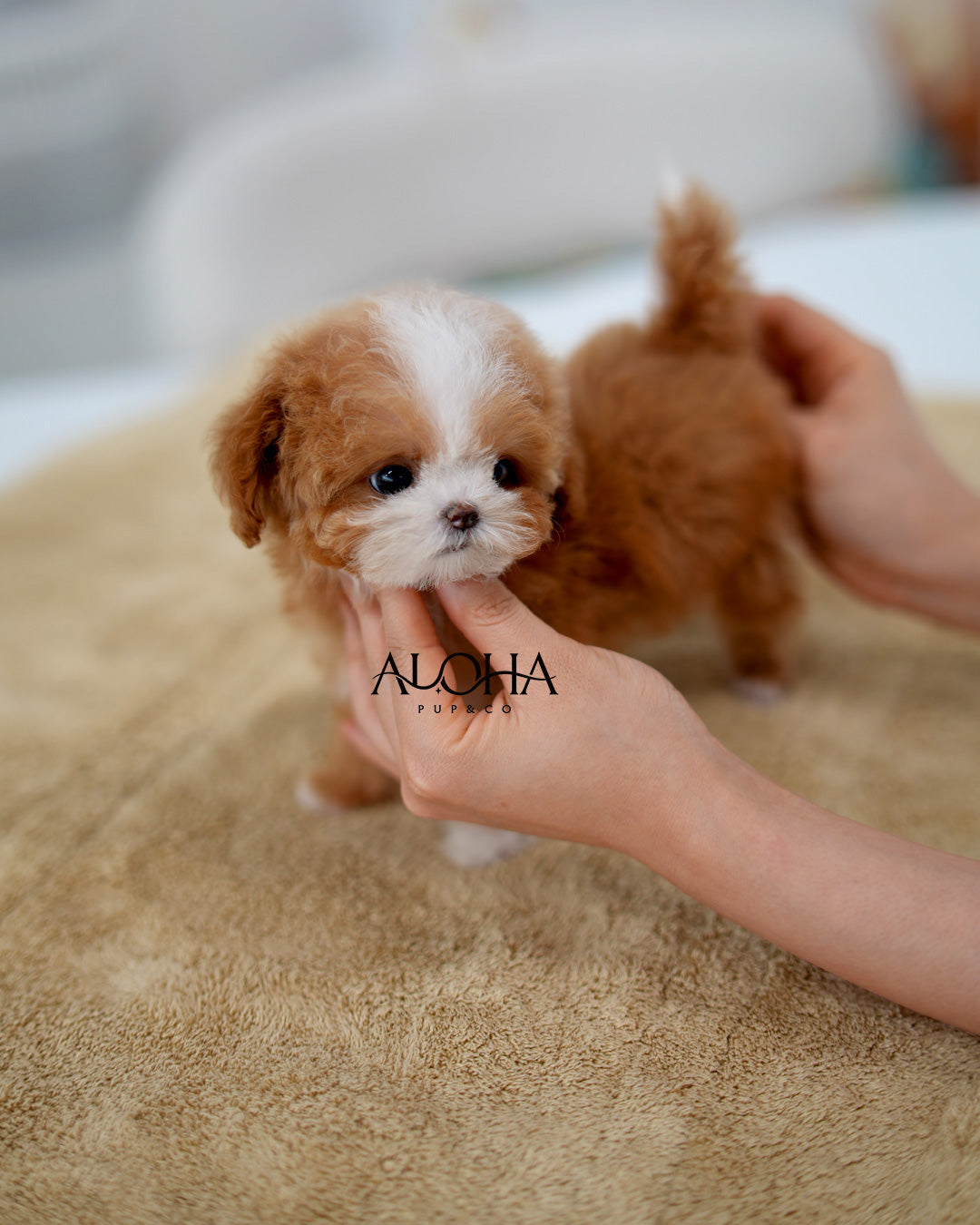 Molly [TEACUP MALTIPOO]