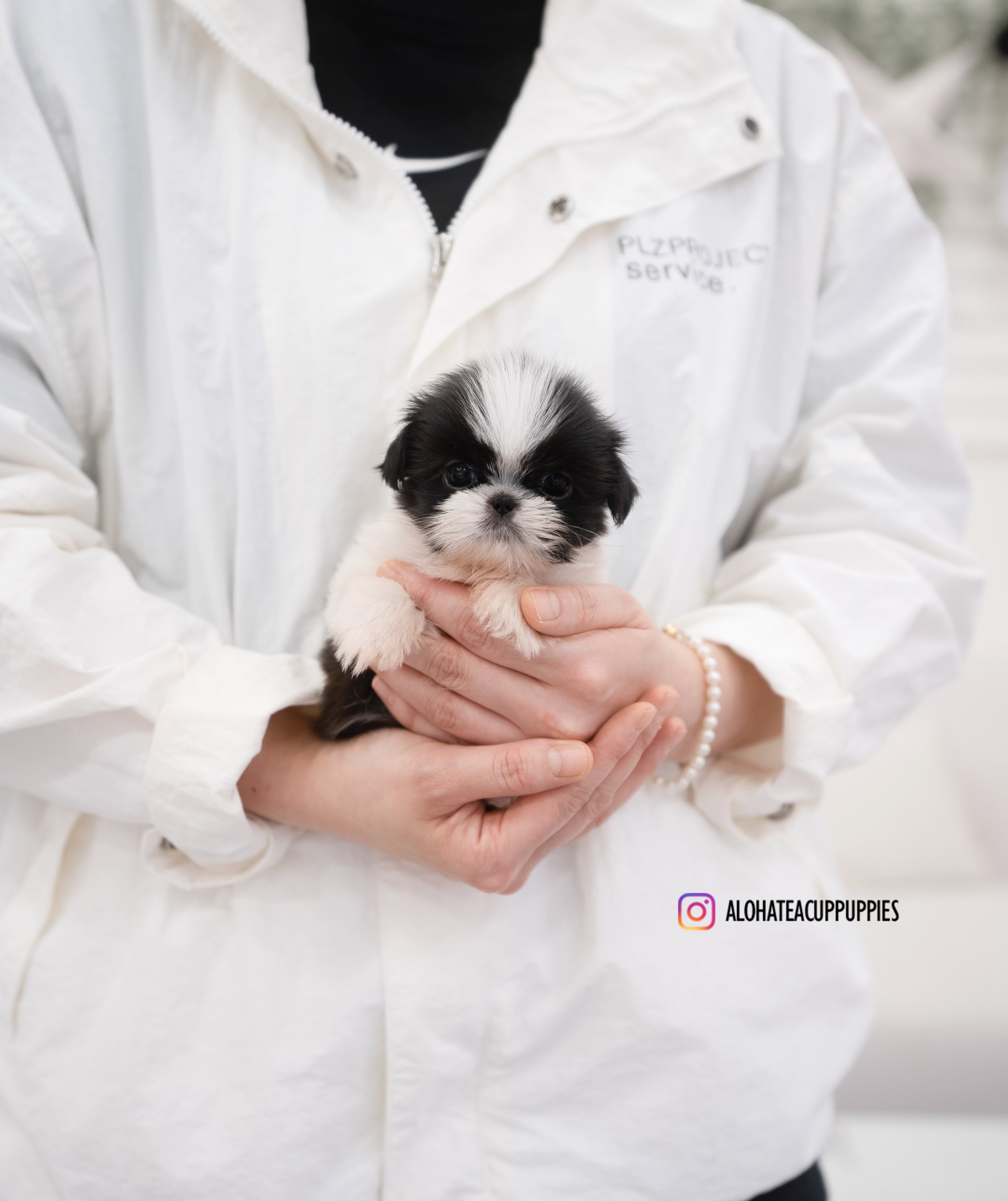 Dewey [TEACUP SHIHTZU]