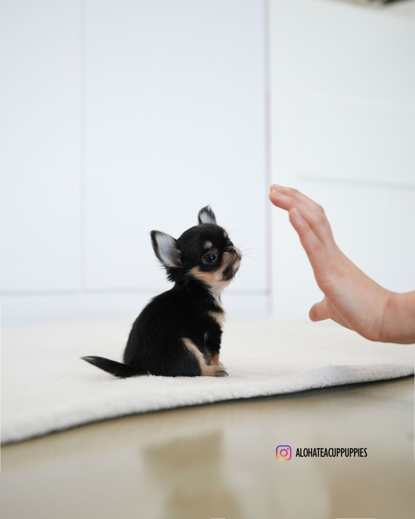 Dewey [TEACUP CHIHUAHUA]