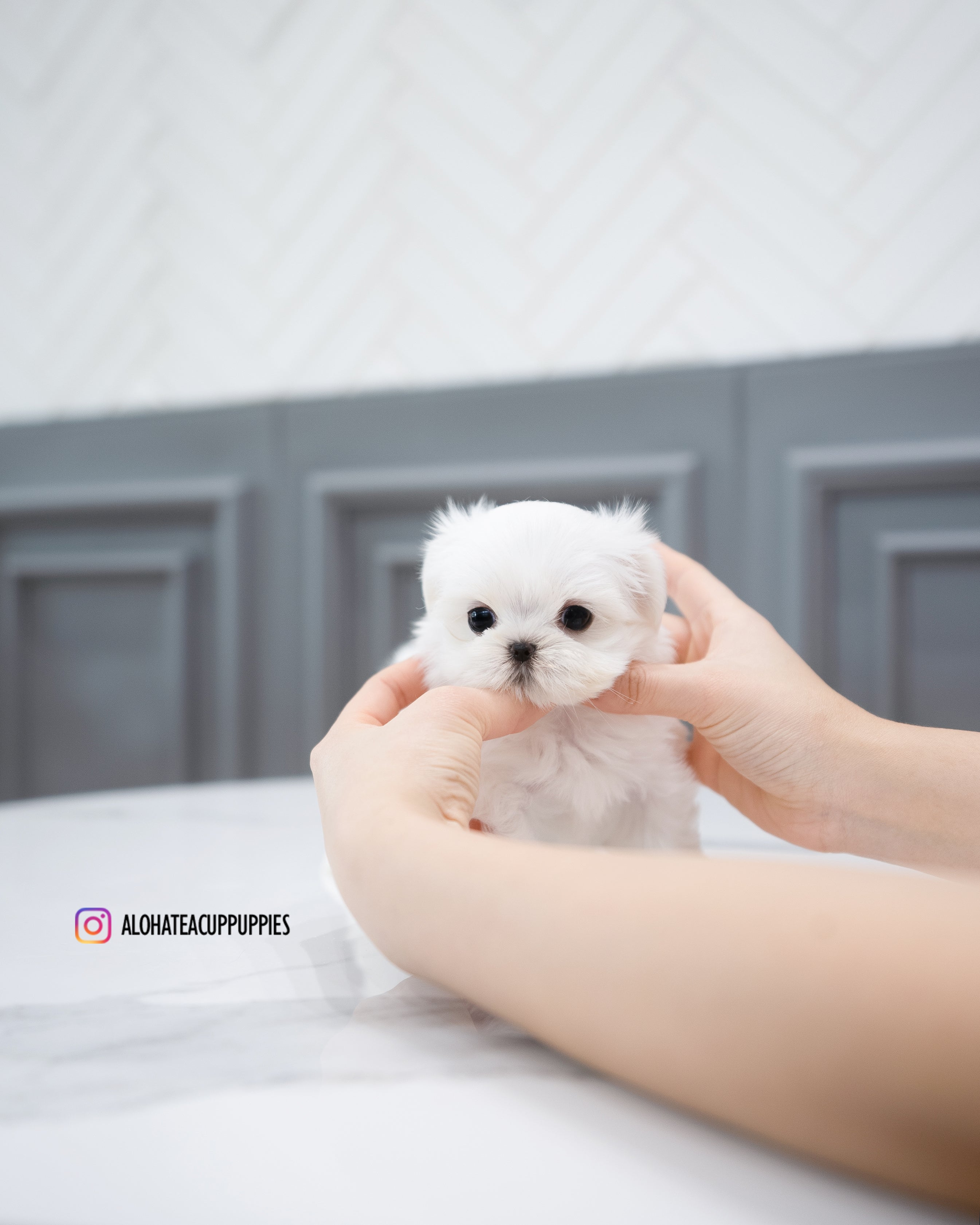 cotton [TEACUP MALTESE]
