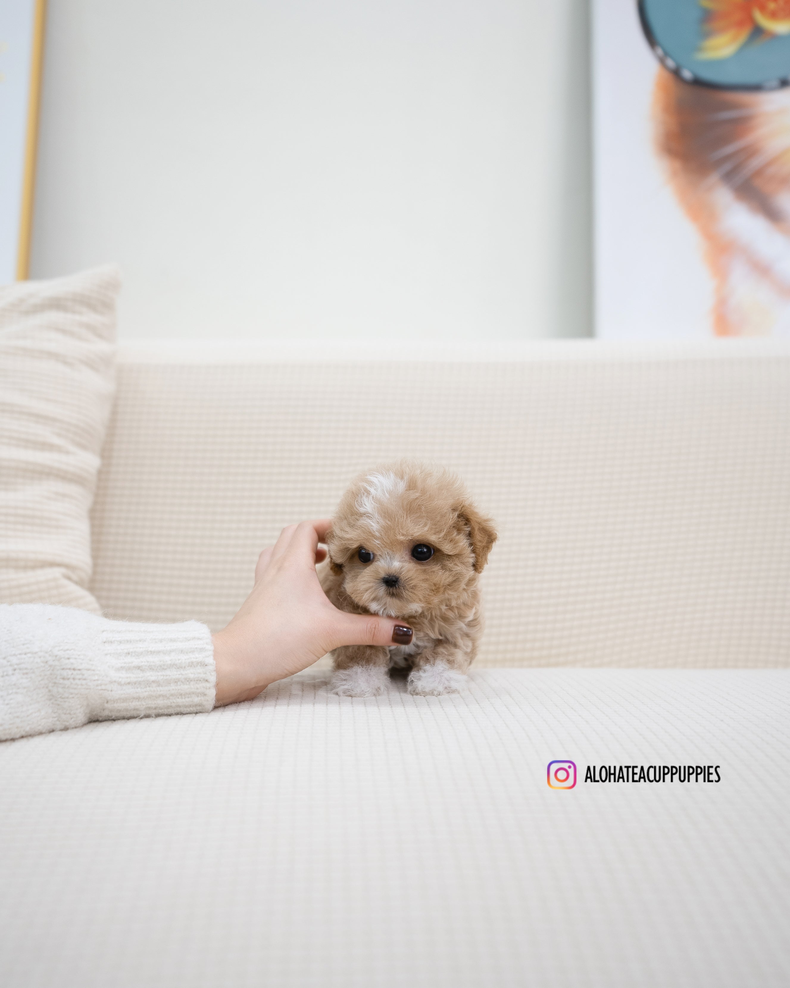 Ryan [TEACUP MALTIPOO]