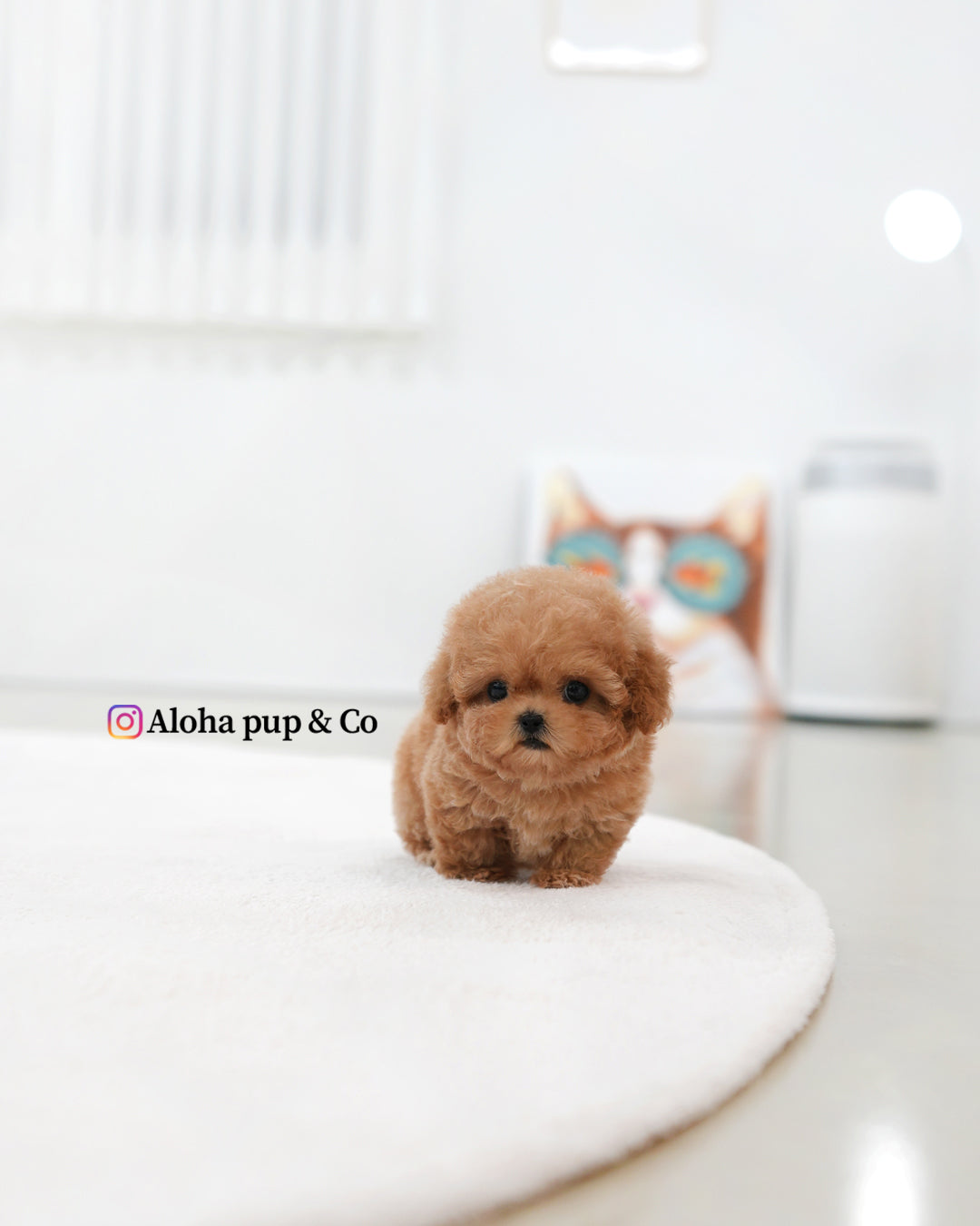 Esme [TEACUP POODLE]