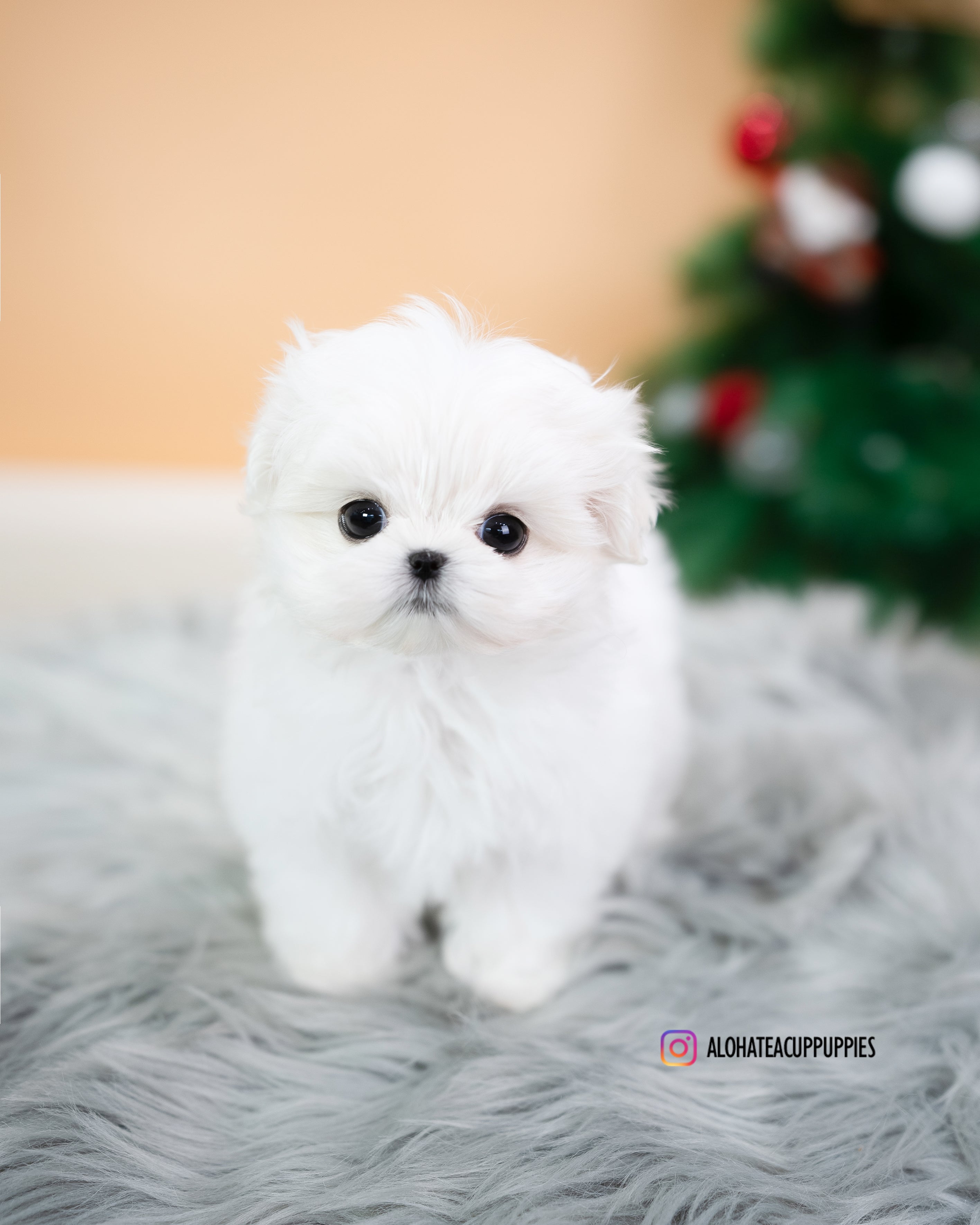Fia [TEACUP MALTESE]