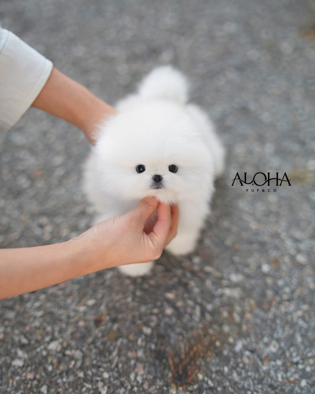 Aria [TEACUP POMERANIAN]