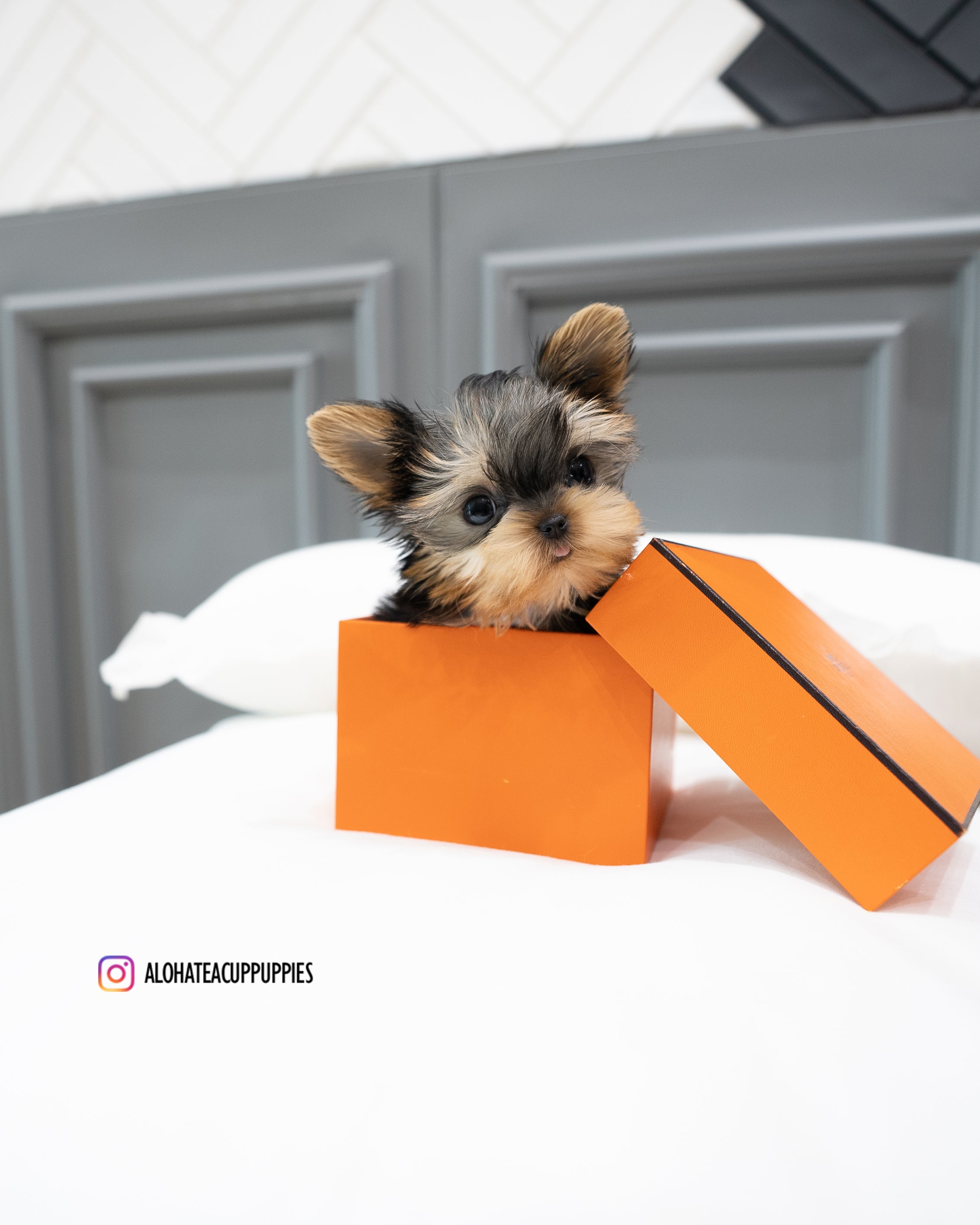 Bailey [TEACUP YORKIE]