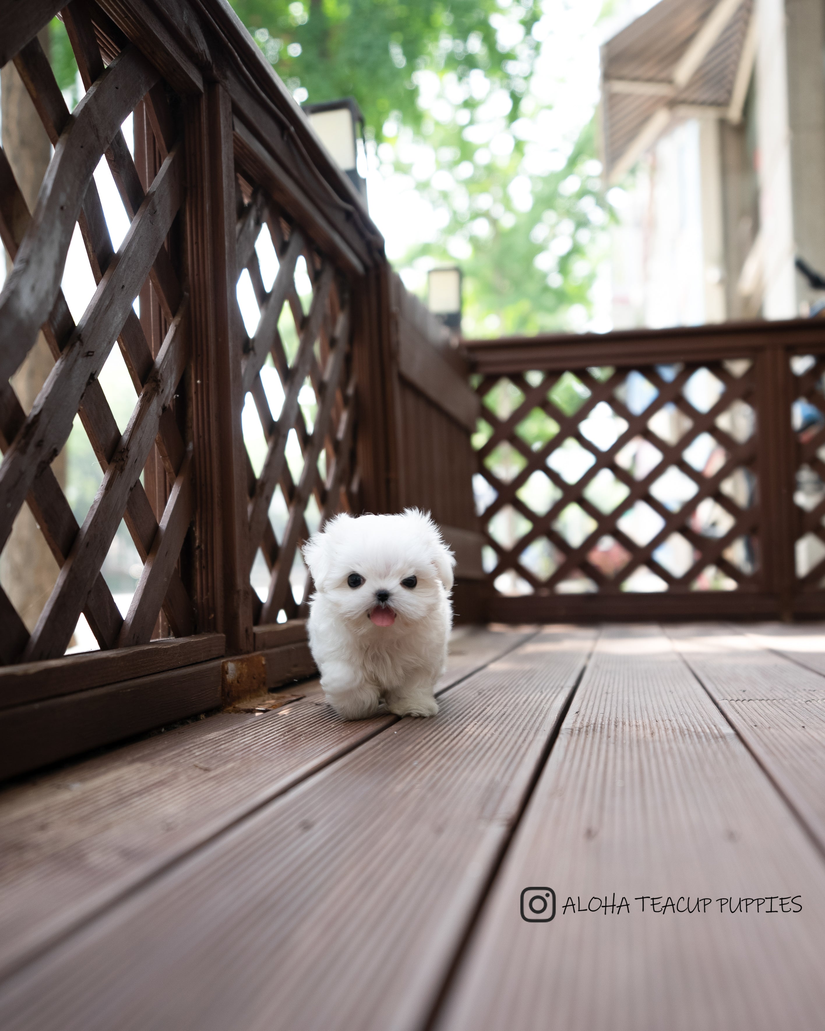 Asher [TEACUP MALTESE]