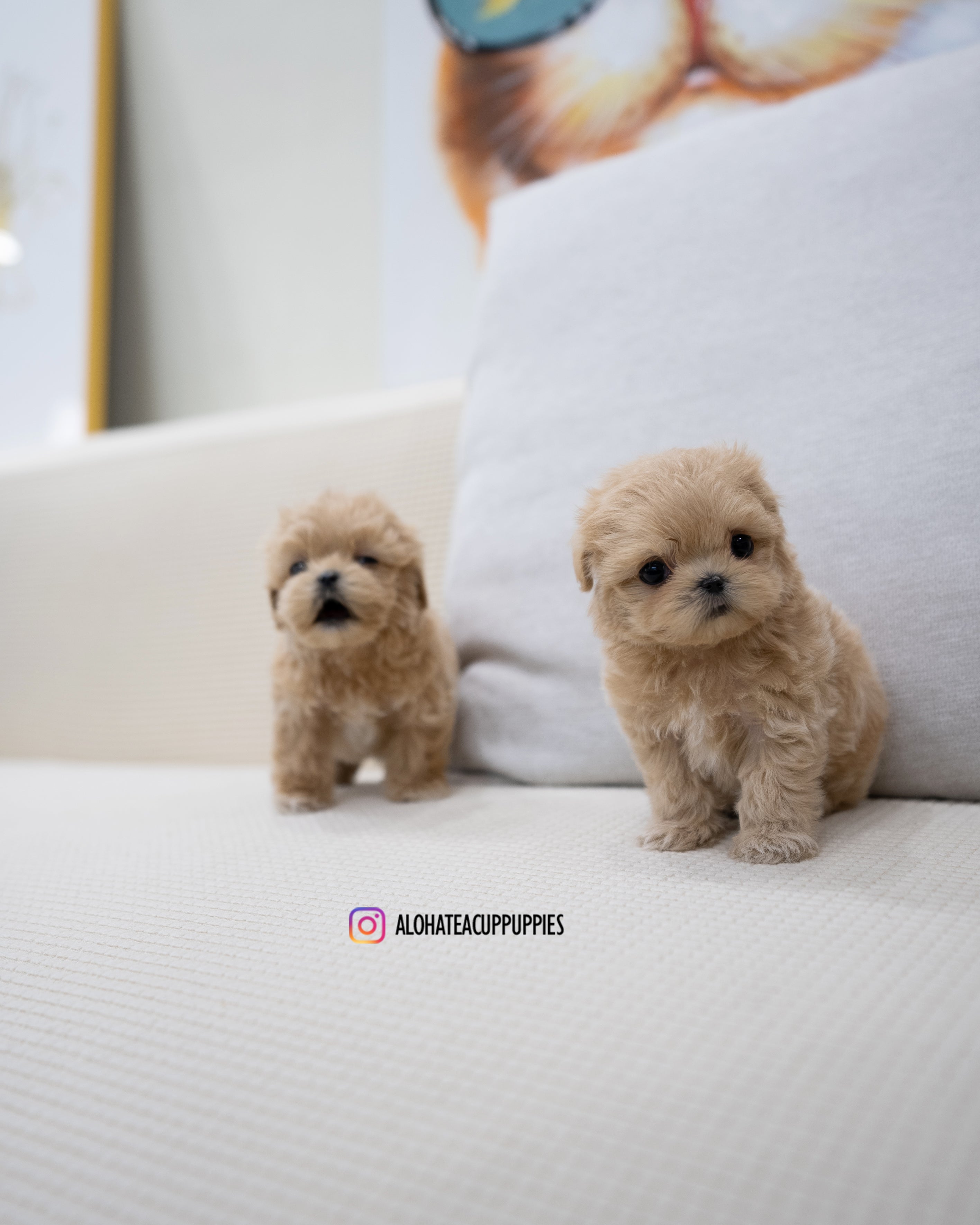 Wayne [TEACUP MALTIPOO]