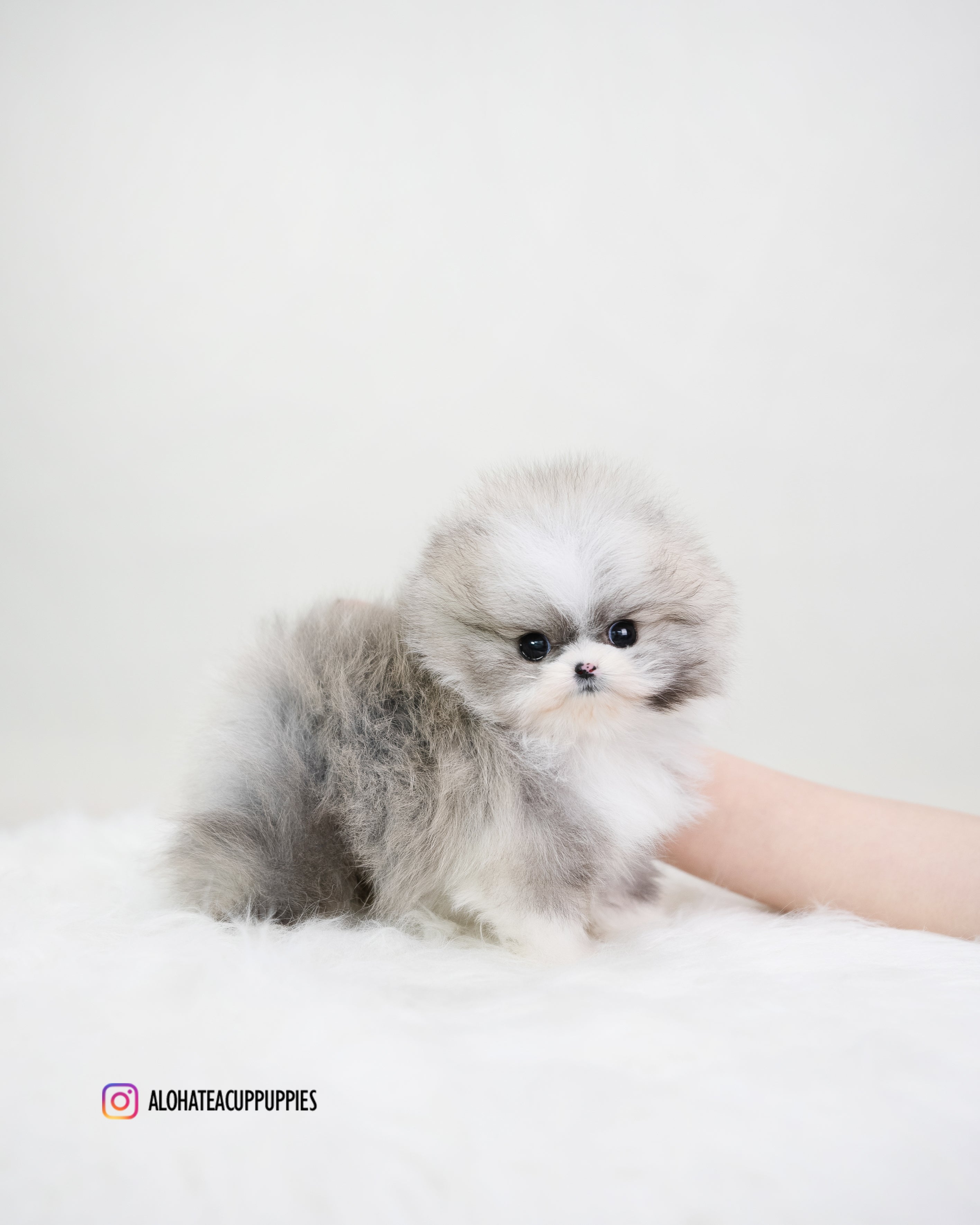 Toby [POMERANIA TAZA DE TÉ]