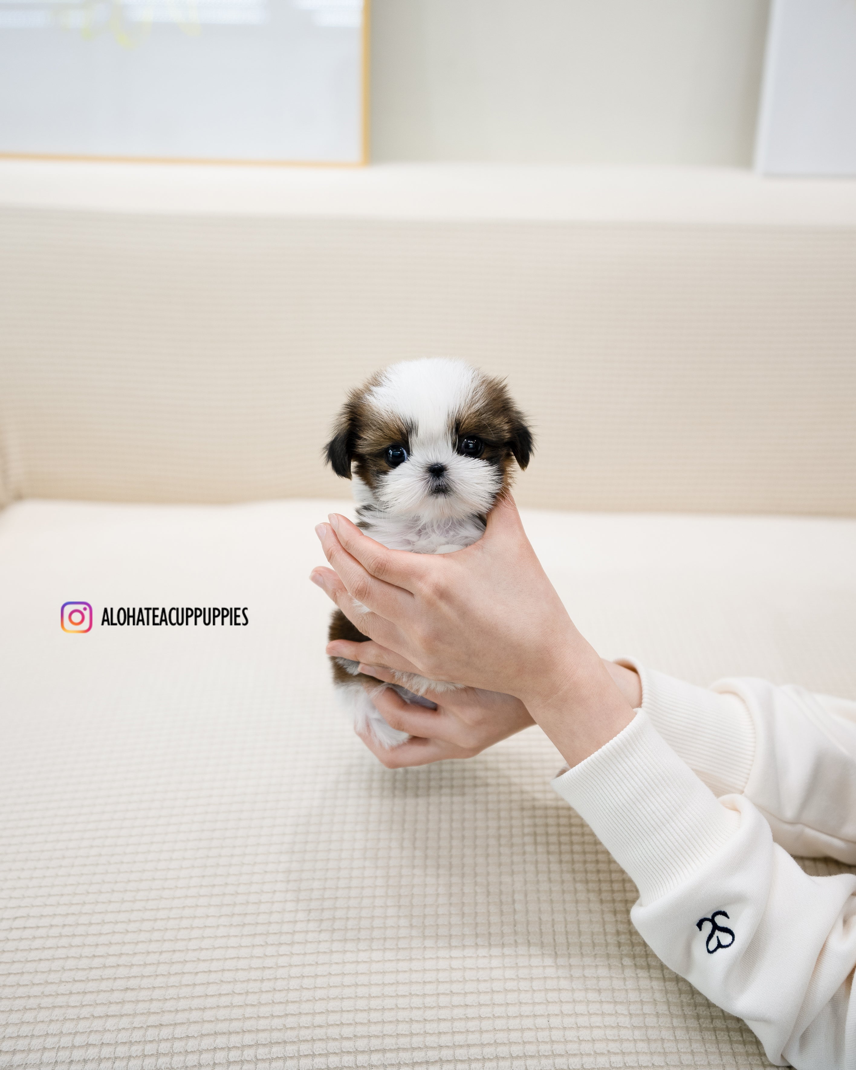 Heidi [TEACUP SHIHTZU]