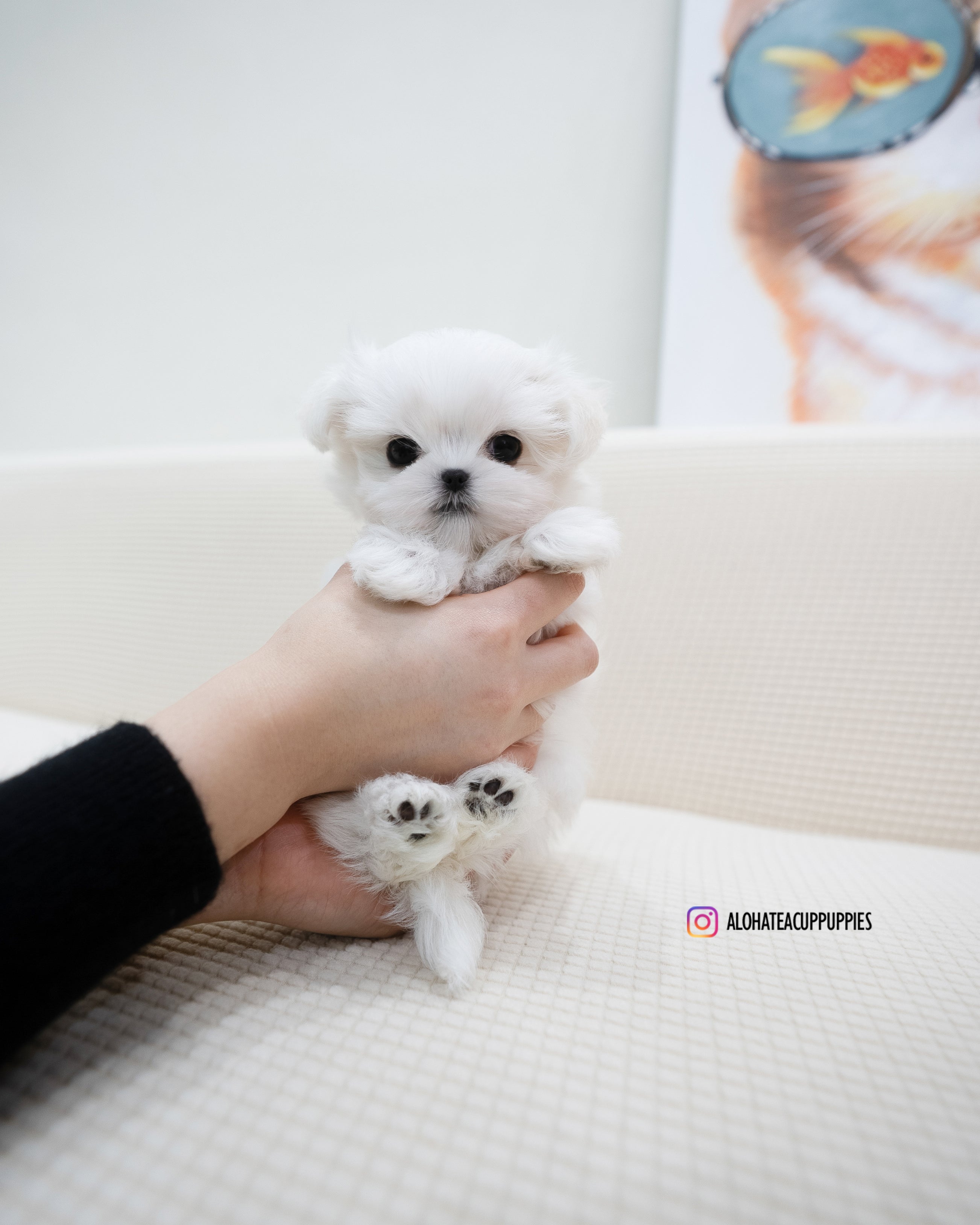 Terry [TEACUP MALTESE]